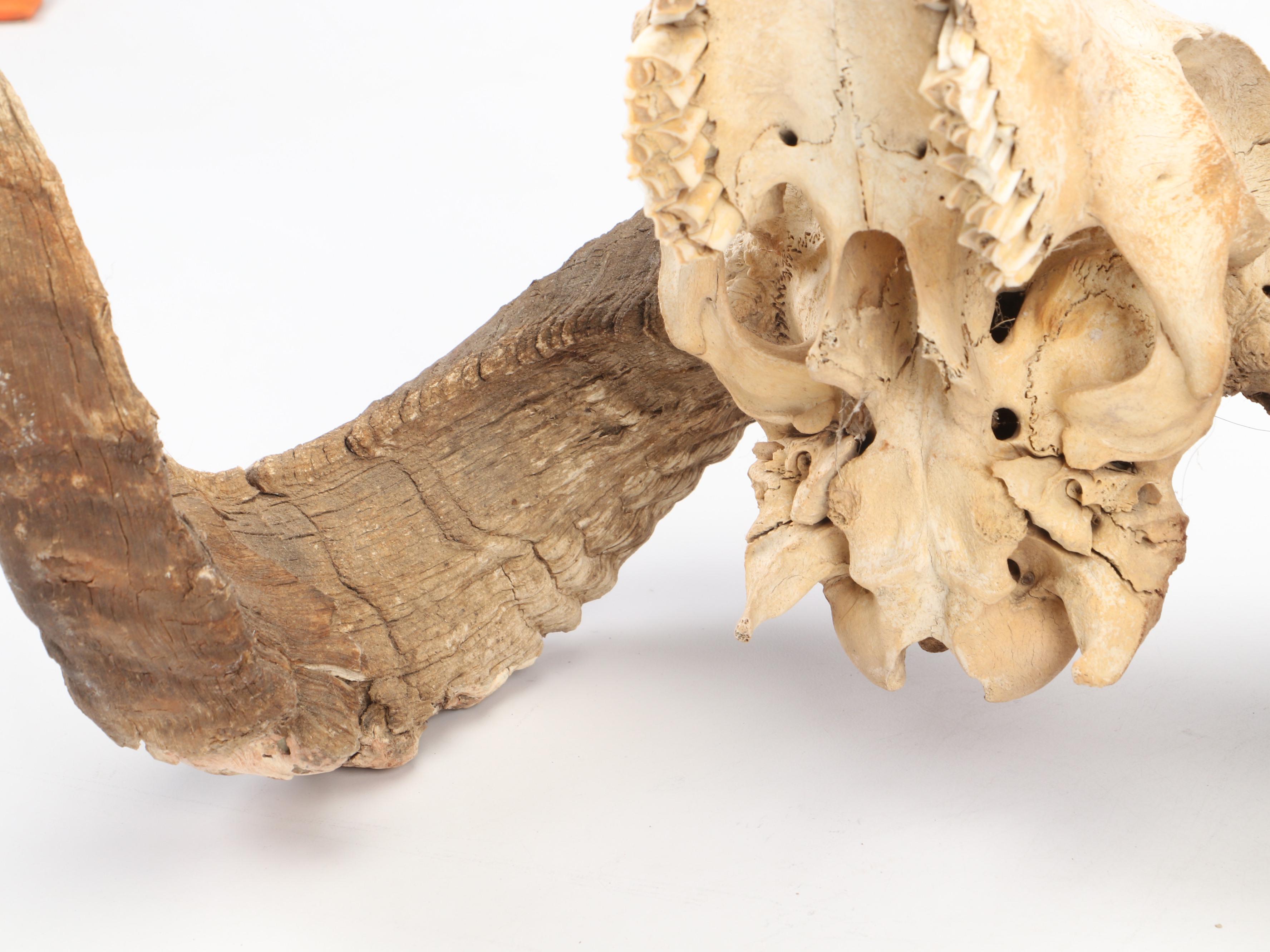 Taxidermy Bighorn Ram Skull With Horns