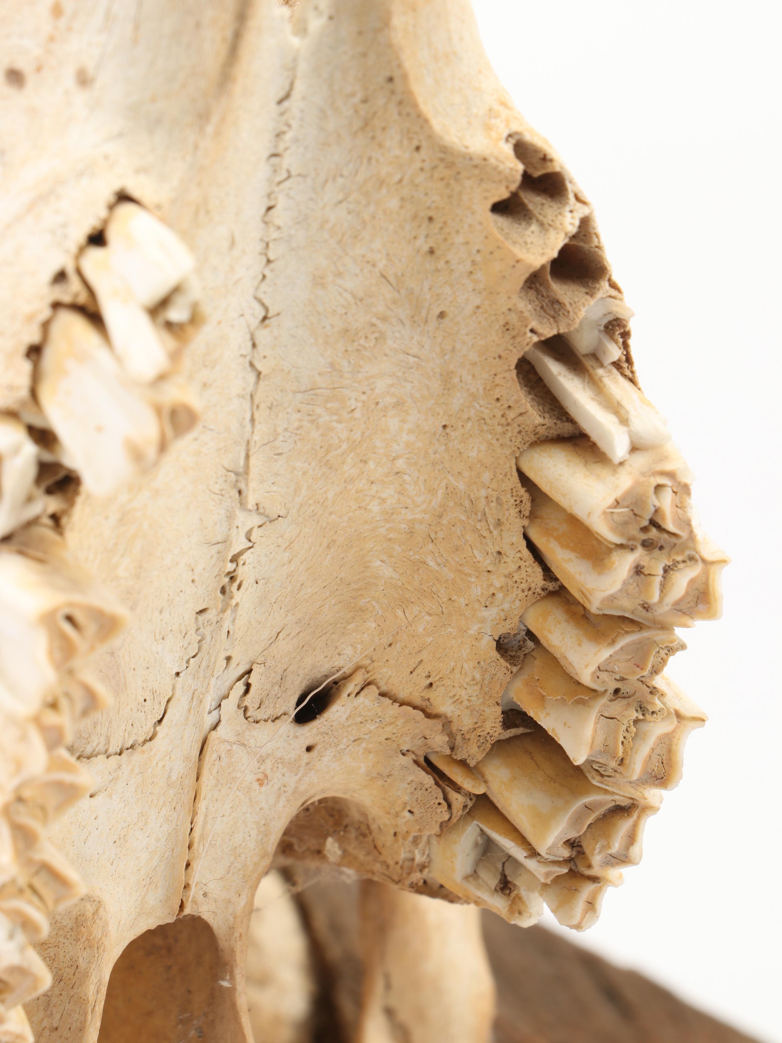 Taxidermy Bighorn Ram Skull With Horns