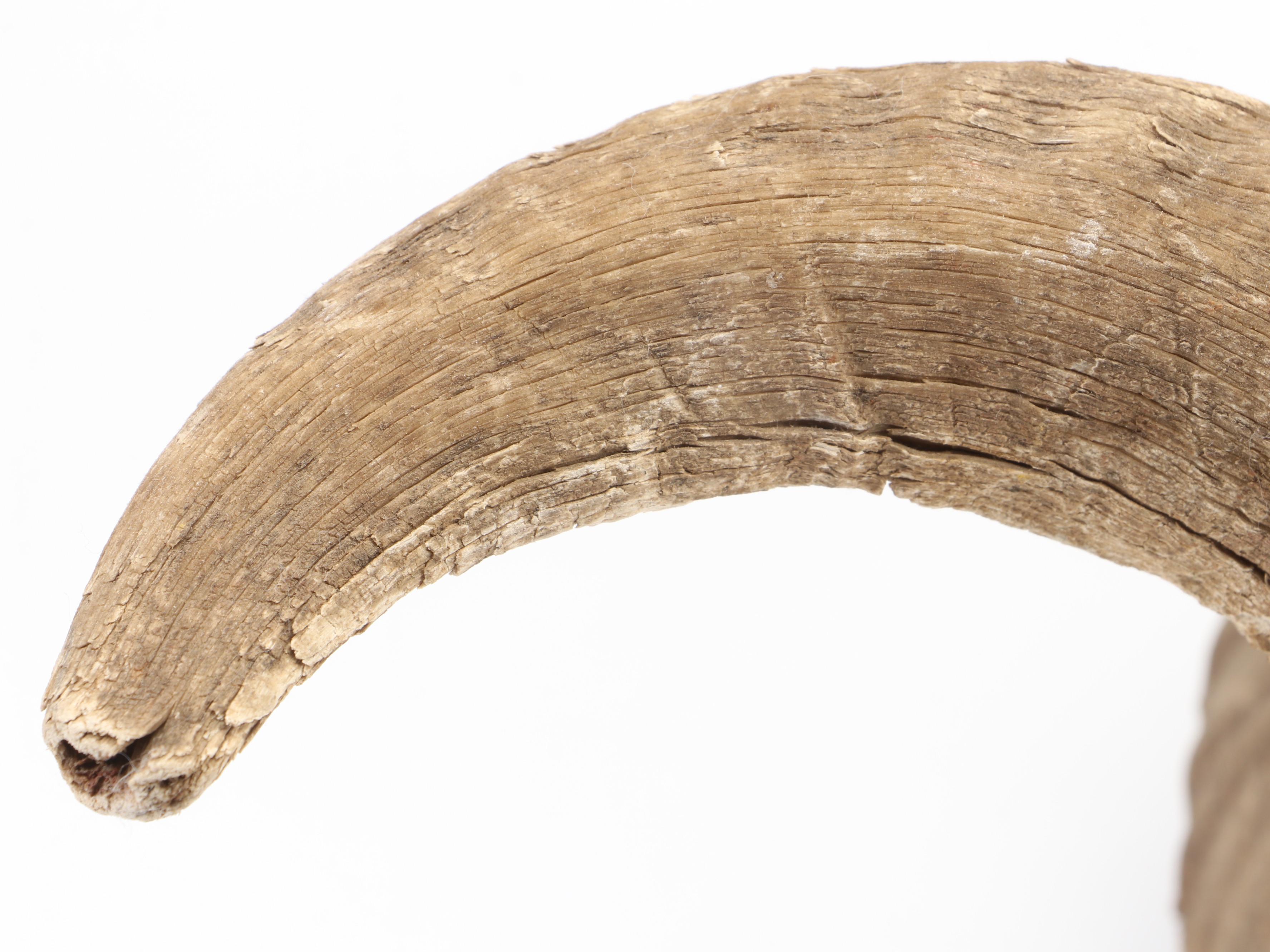 Taxidermy Bighorn Ram Skull With Horns