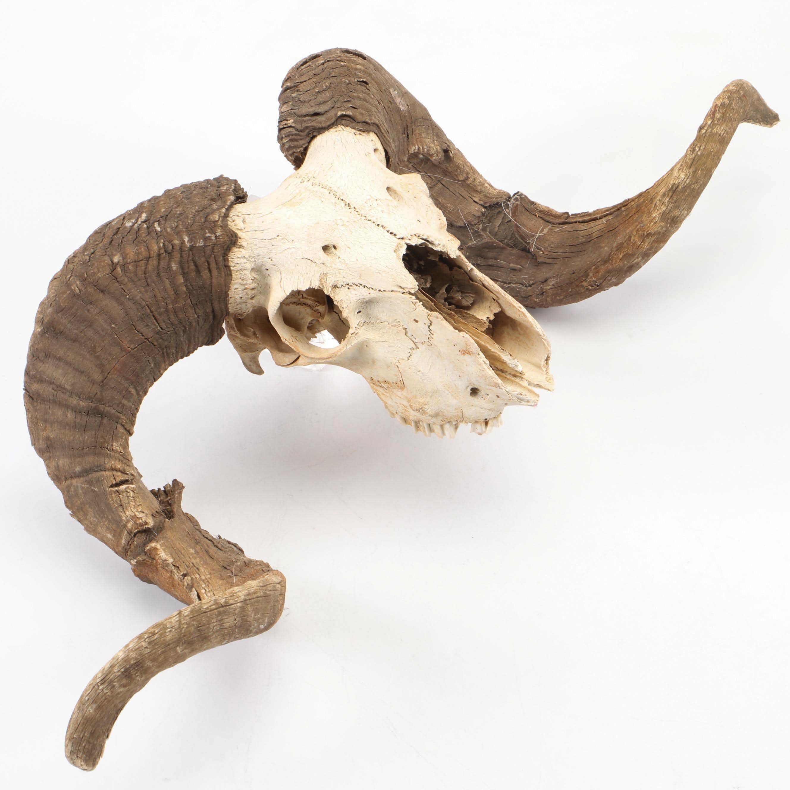 Taxidermy Bighorn Ram Skull With Horns