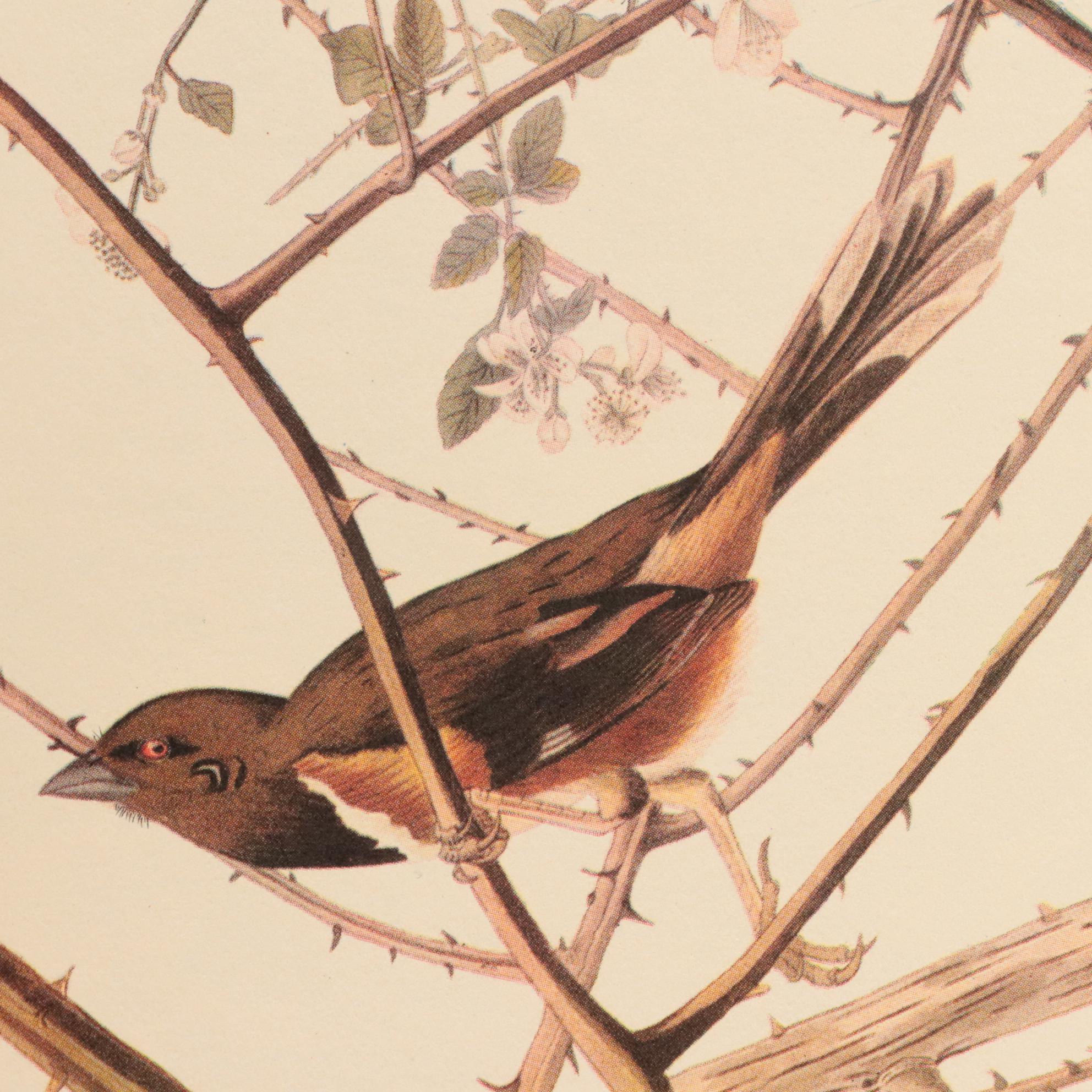 "Audubon's Birds of America" with Commentary by Roger Tory Peterson and More