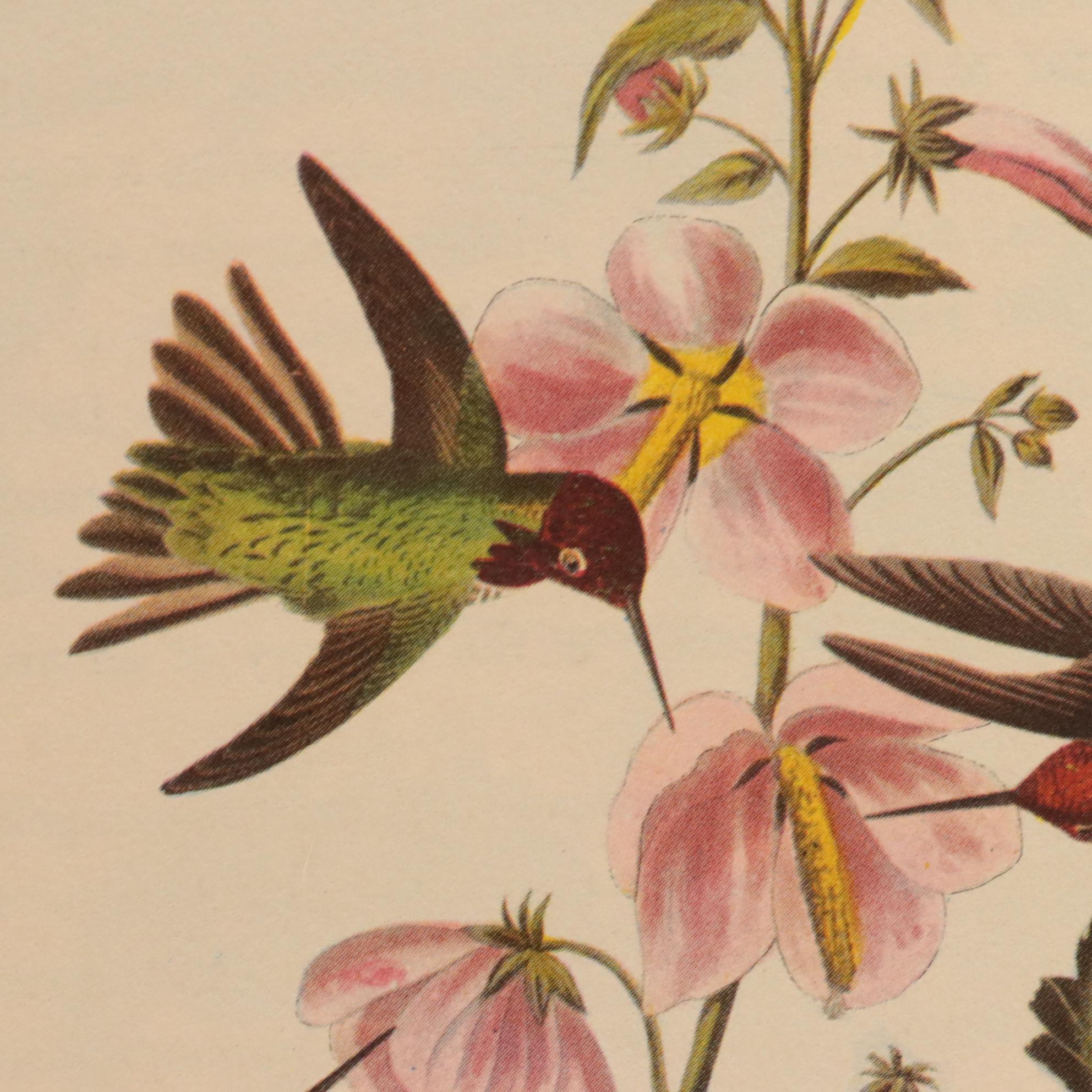 "Audubon's Birds of America" with Commentary by Roger Tory Peterson and More