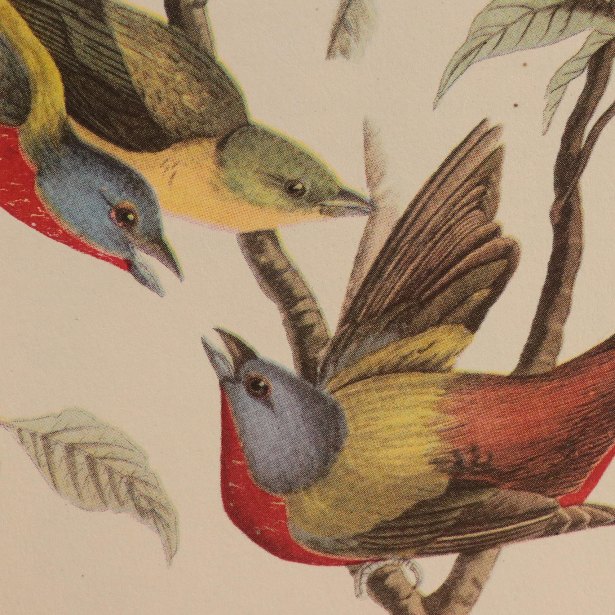 "Audubon's Birds of America" with Commentary by Roger Tory Peterson and More