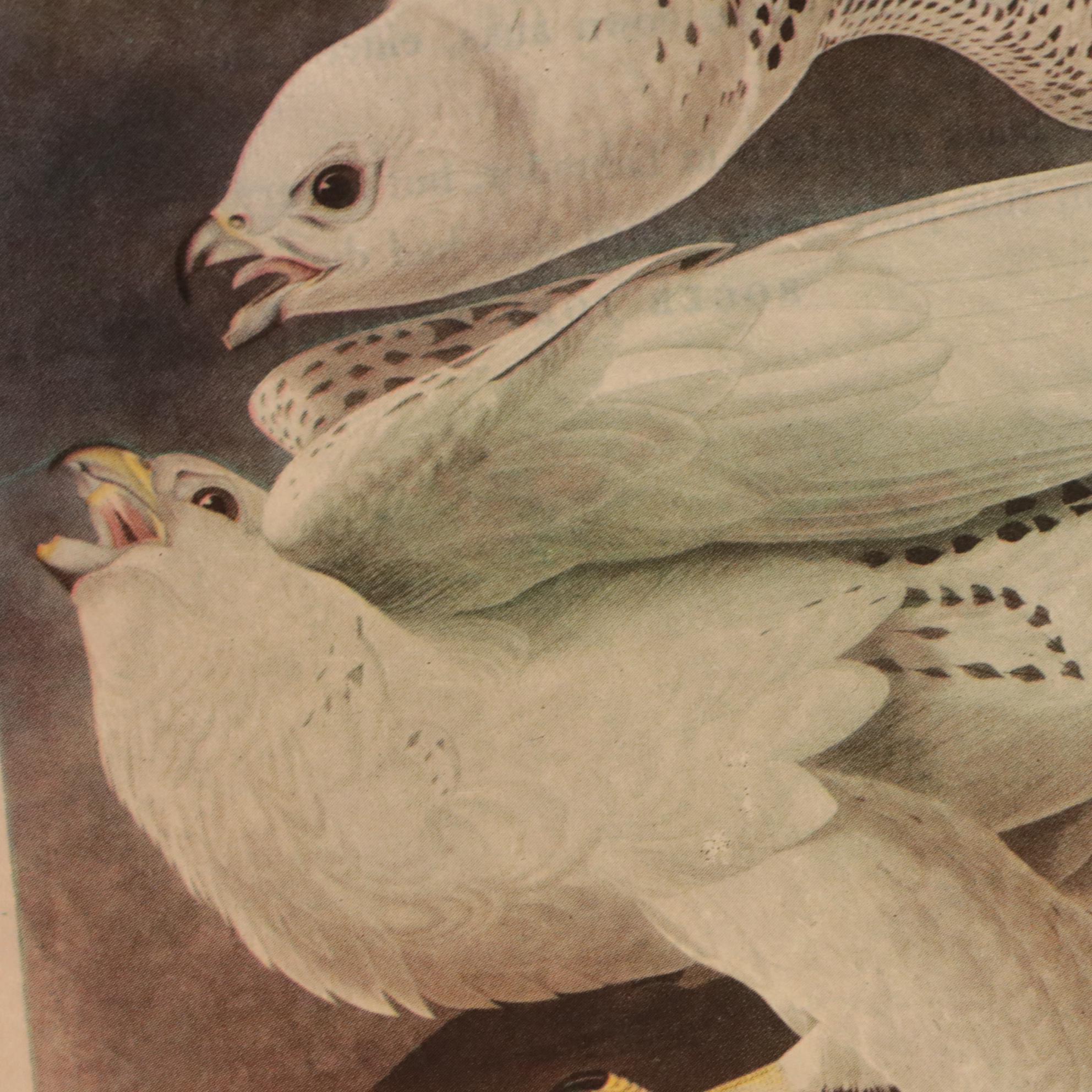"Audubon's Birds of America" with Commentary by Roger Tory Peterson and More