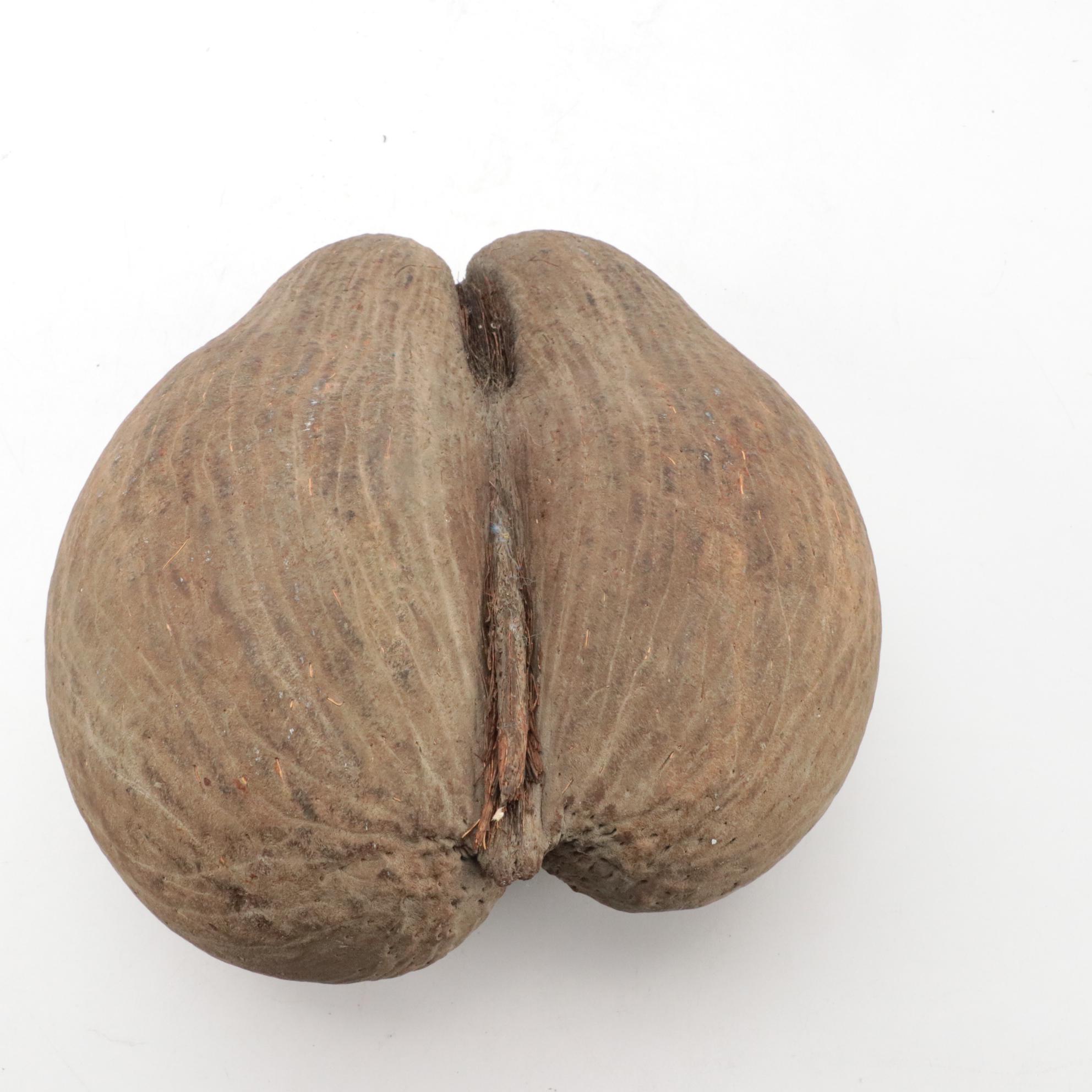 Coco de Mer Coconut Seed Pod