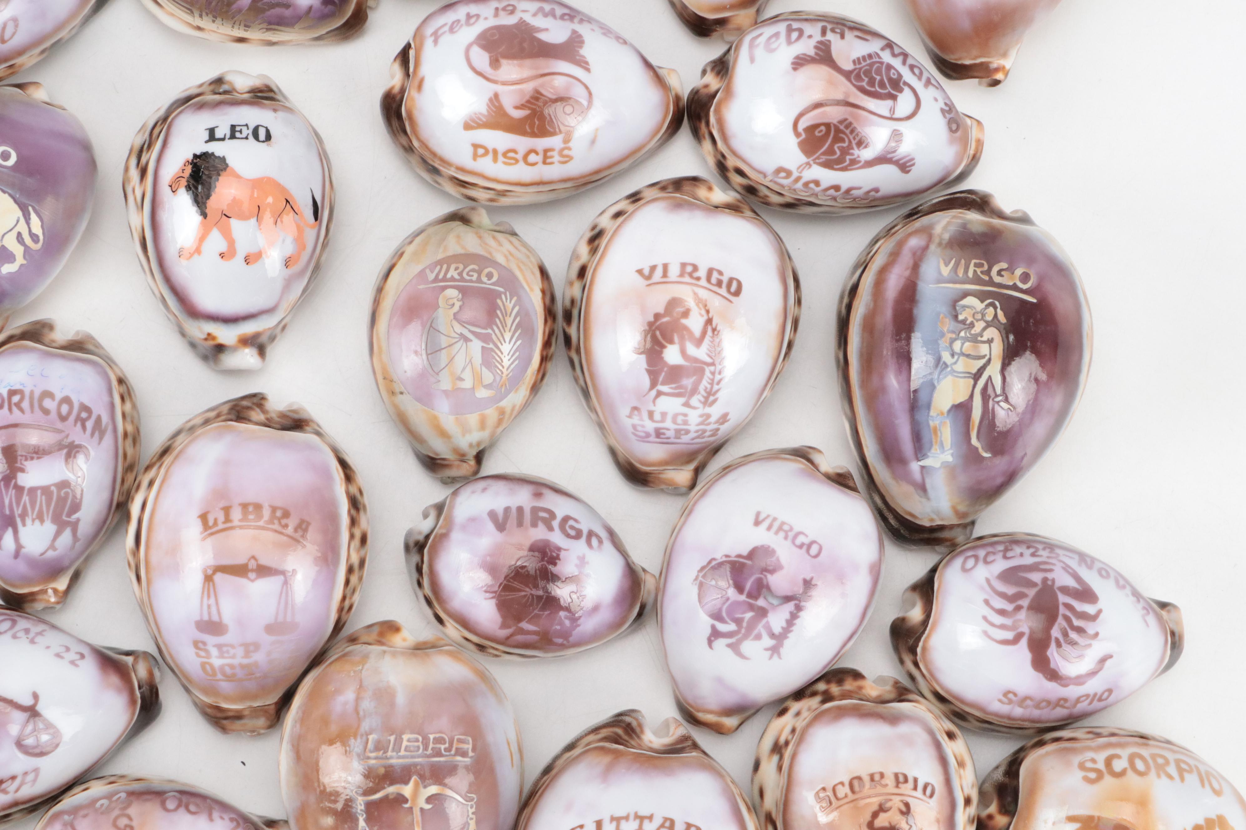 Zodiac Carved Tiger Cowrie Shells