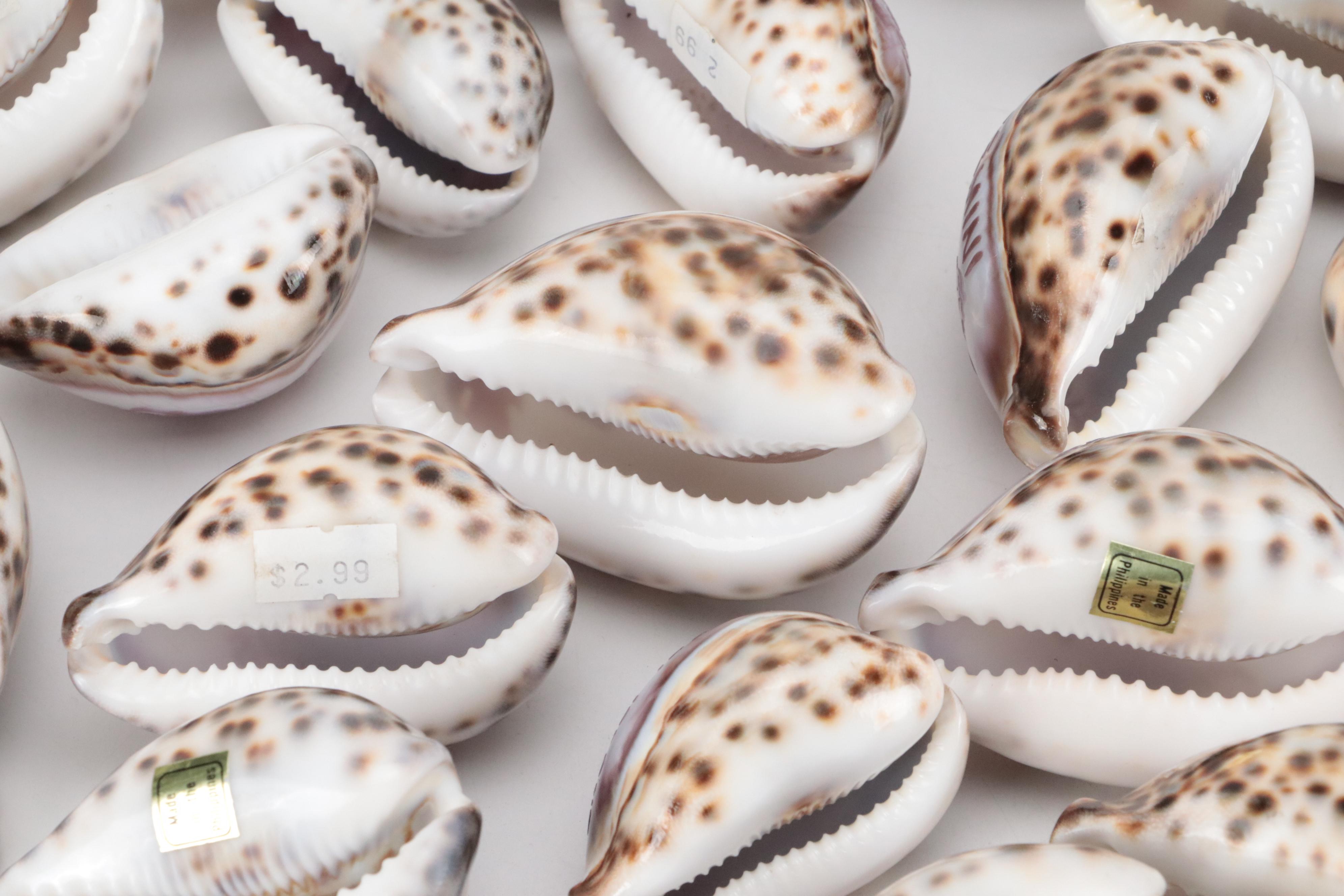Zodiac Carved Tiger Cowrie Shells
