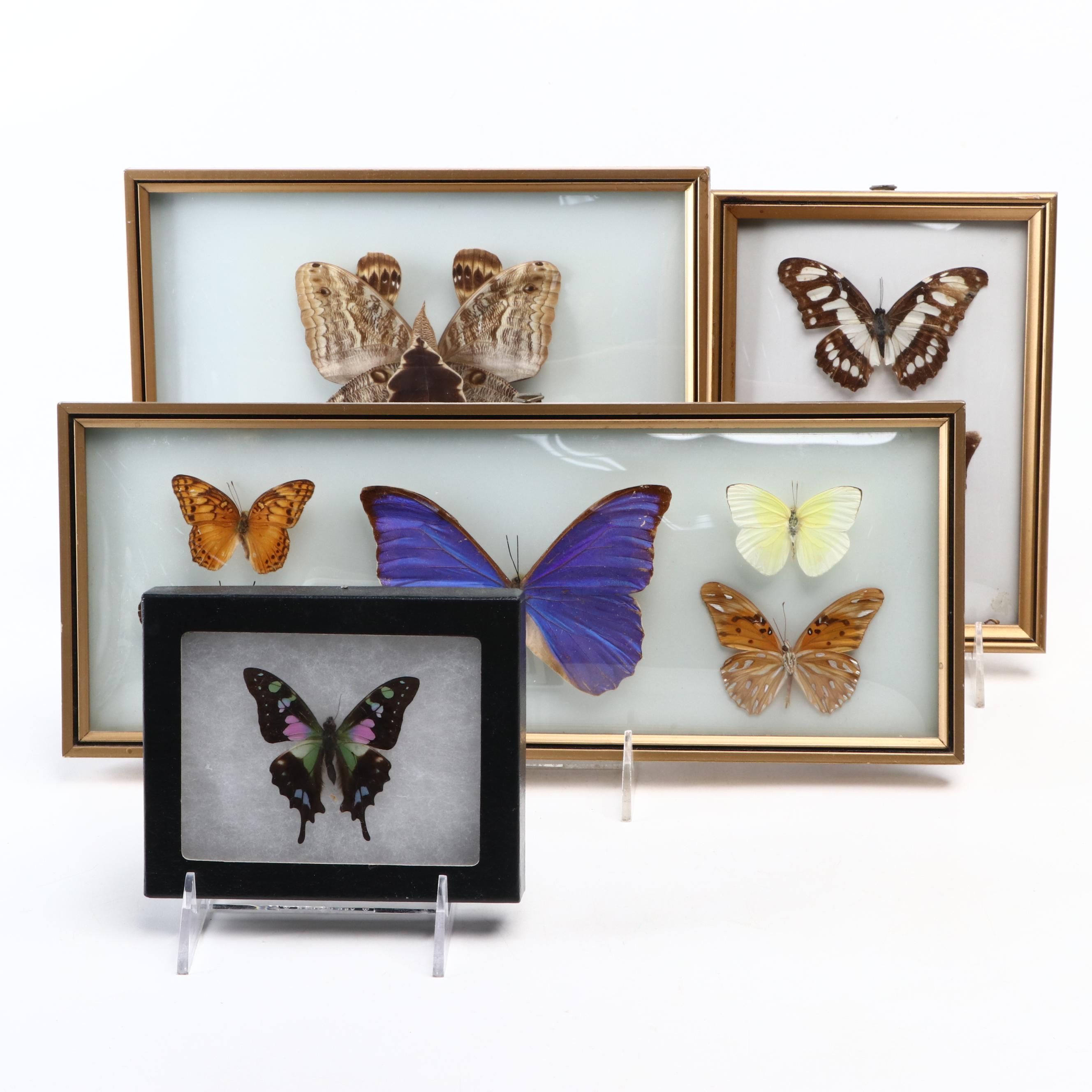 Taxidermy Framed Butterflies Including Owl Eye, Morpho Blue, More Specimens
