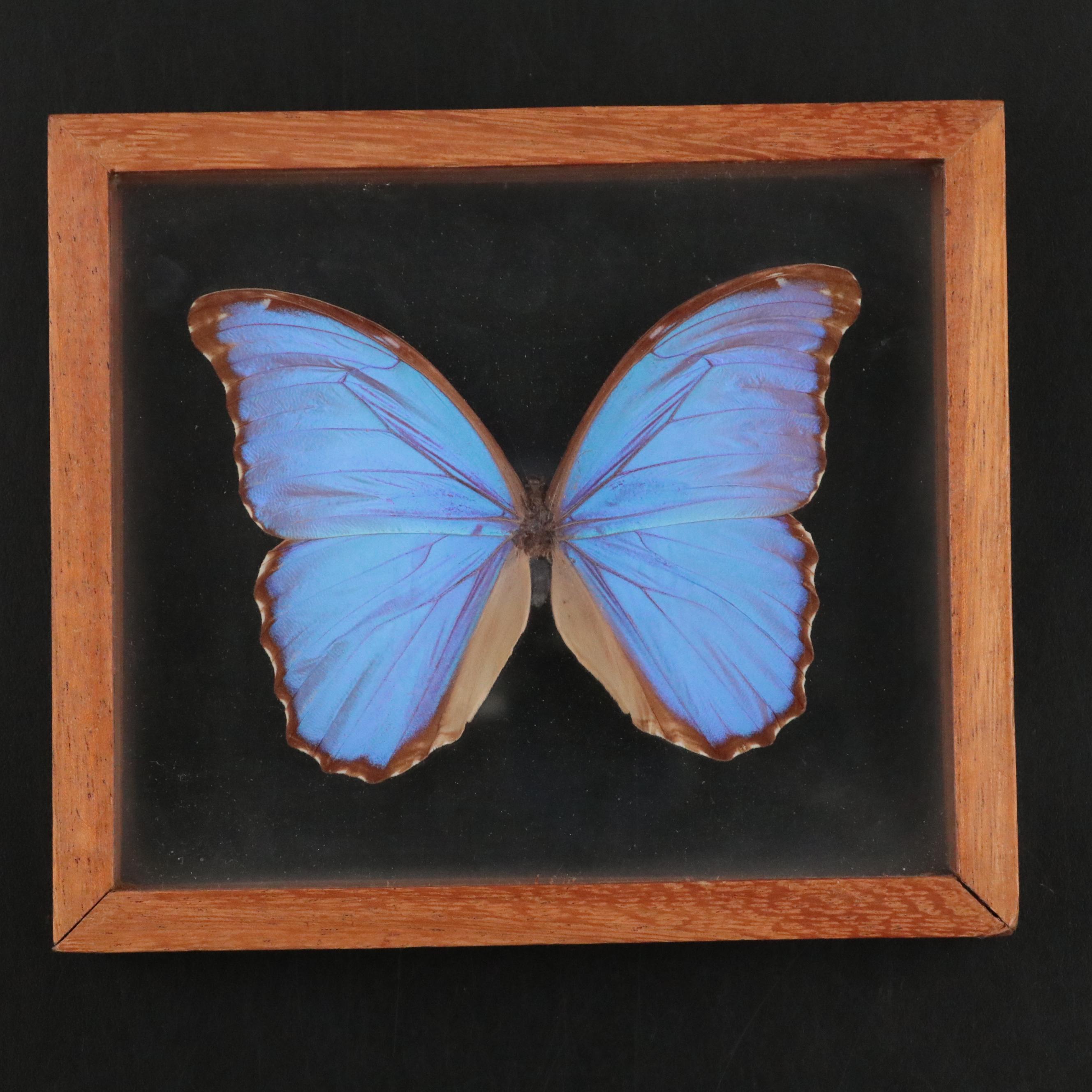 Taxidermy Blue Morphos, White Spotted Satyr and More Butterflies