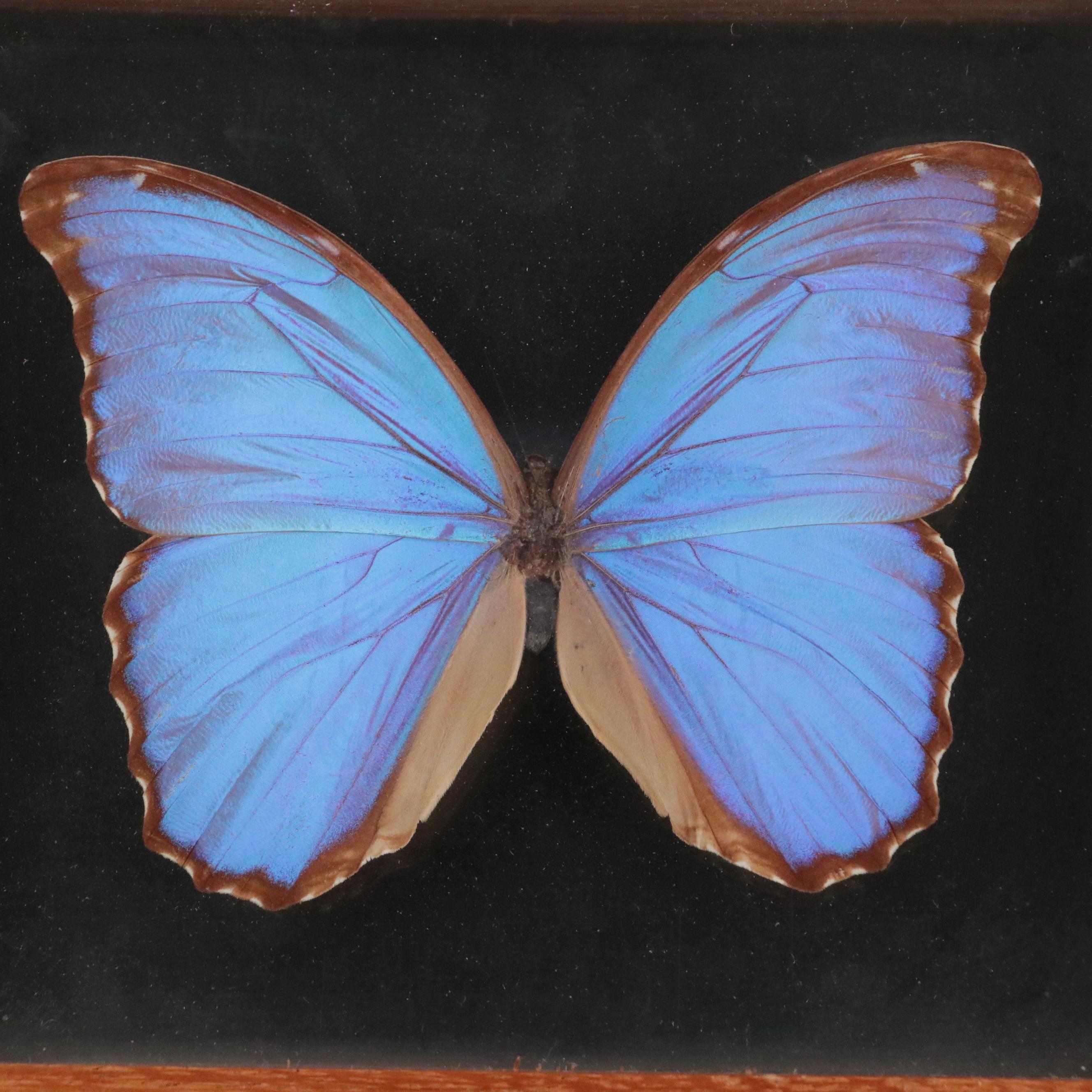 Taxidermy Blue Morphos, White Spotted Satyr and More Butterflies