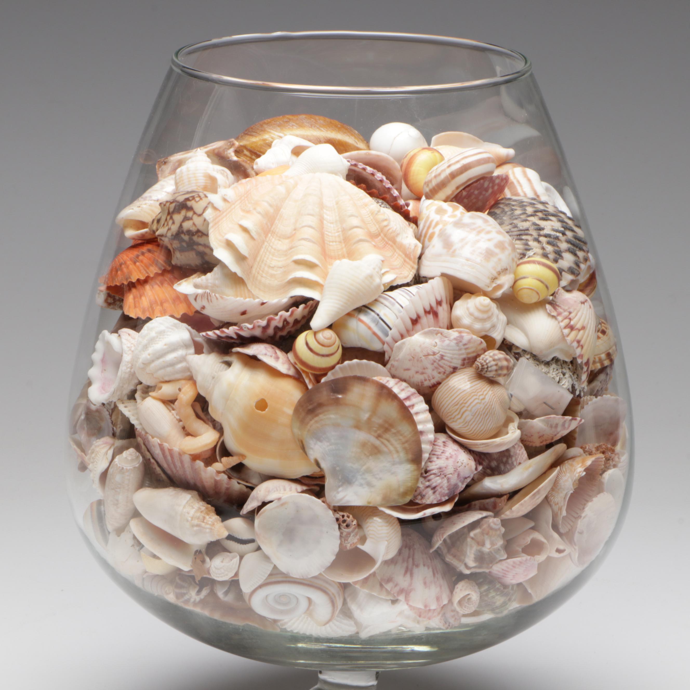 Oversized Brandy Snifter Style Glass Vases with Collection of Seashells