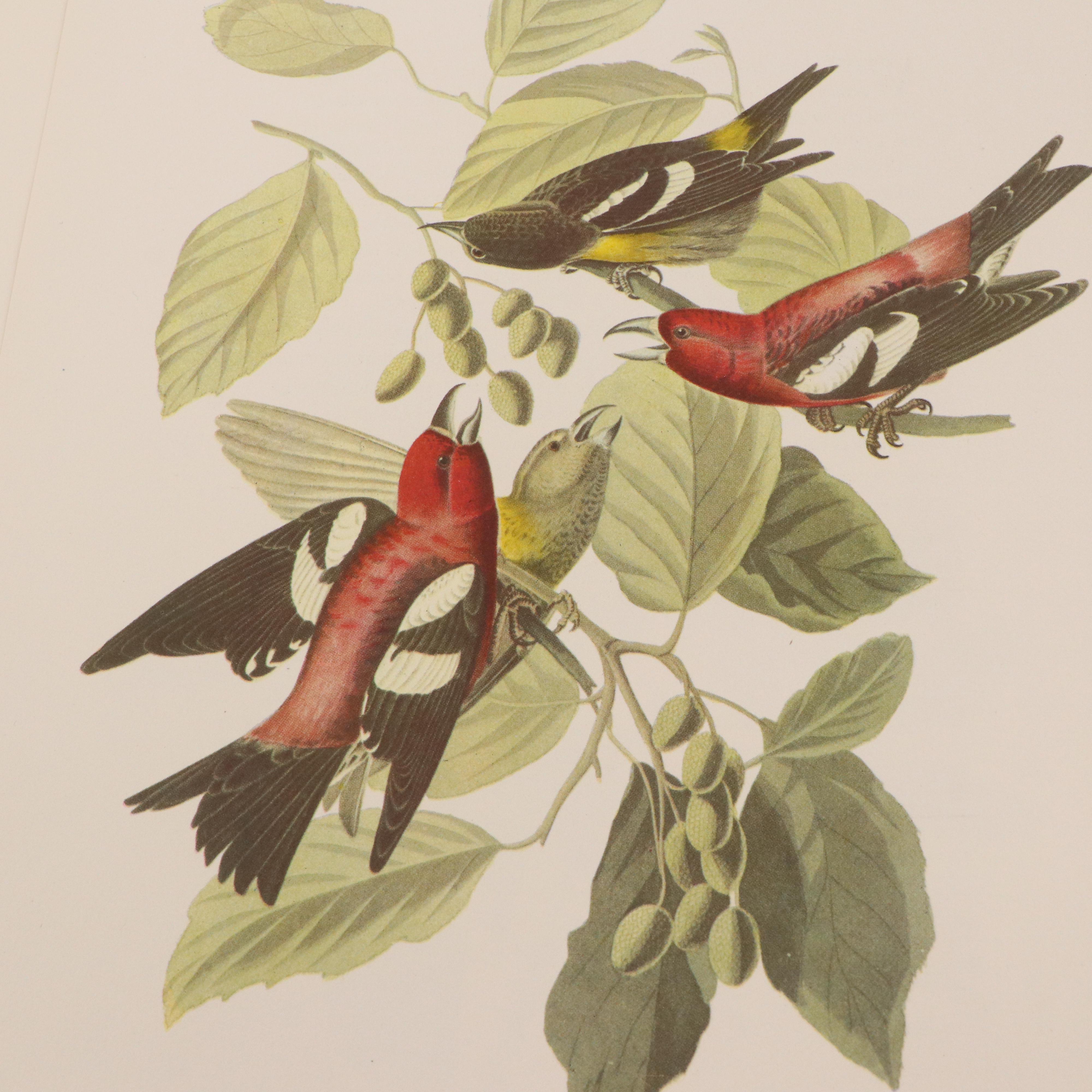 Bird and Water Fowl Offset Lithographs Prints After Roger Tory Peterson