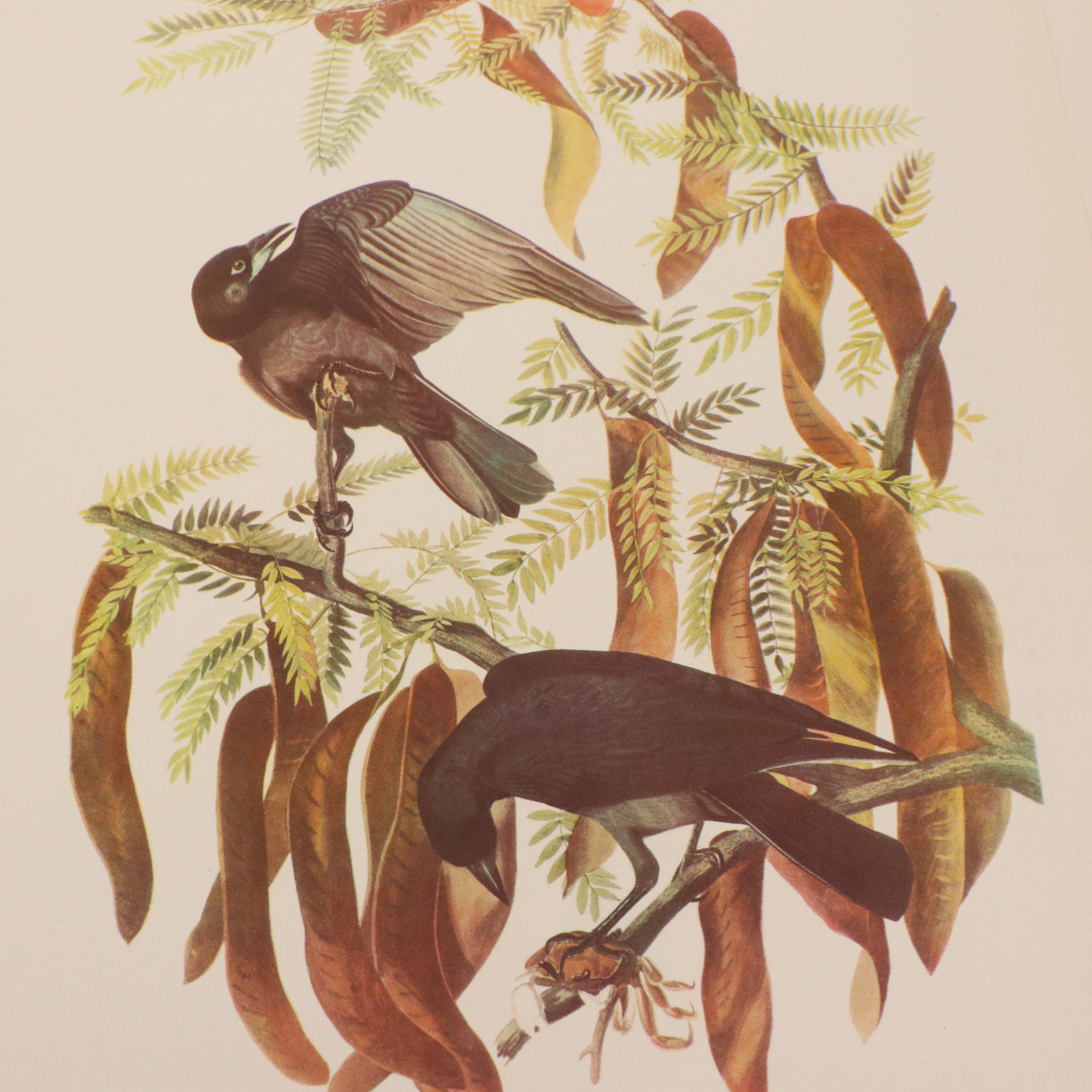 Bird and Water Fowl Offset Lithographs Prints After Roger Tory Peterson