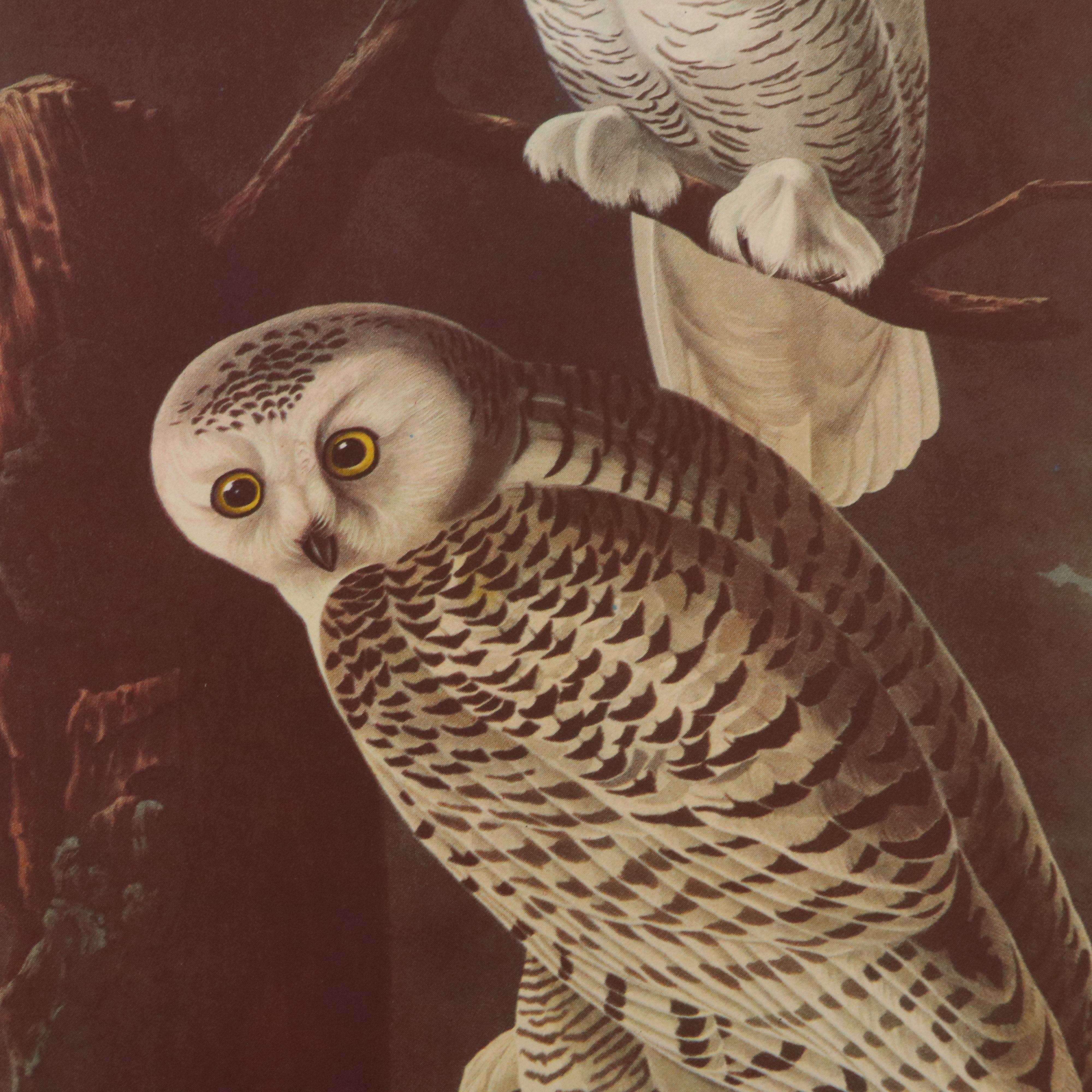 Bird and Water Fowl Offset Lithographs Prints After Roger Tory Peterson