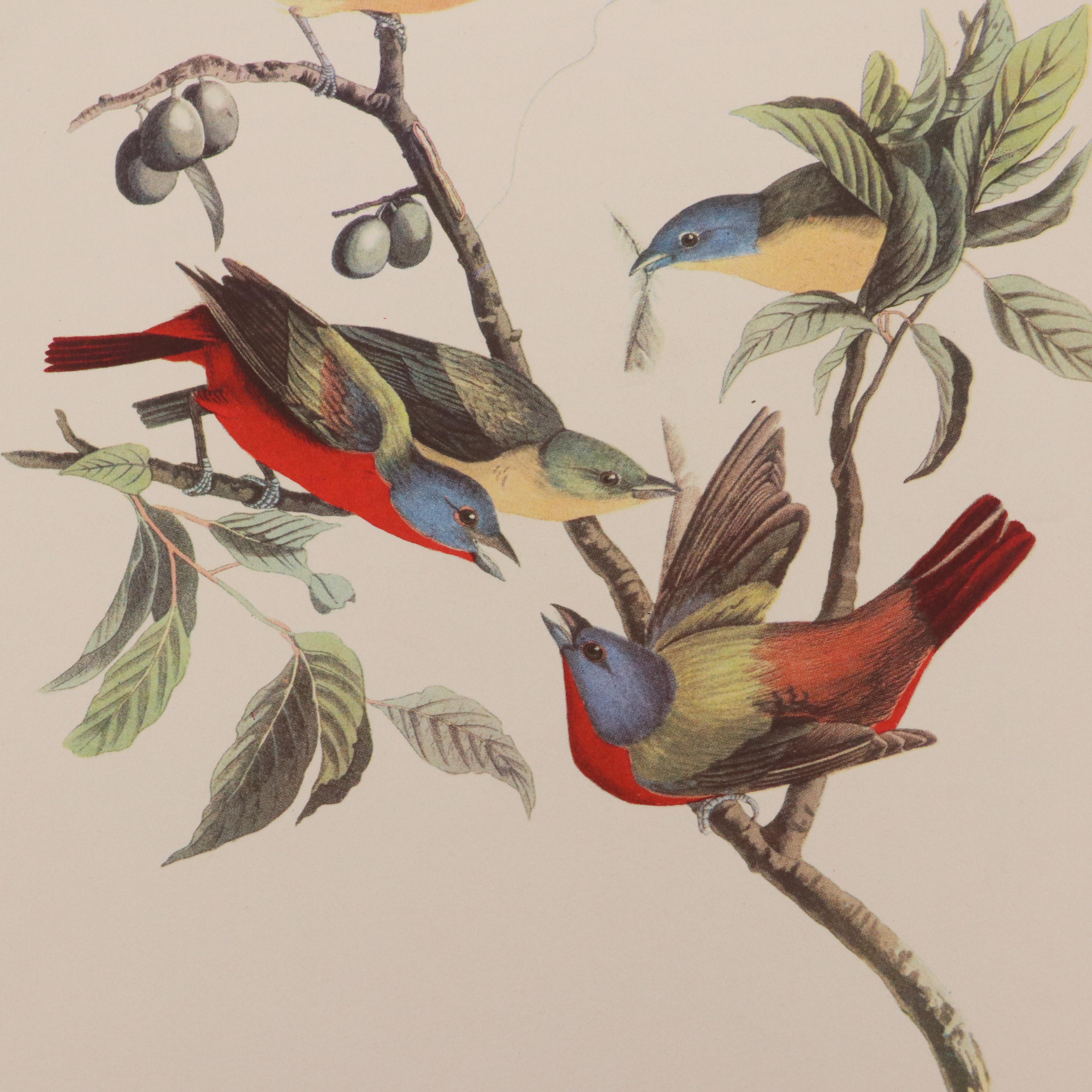 Bird and Water Fowl Offset Lithographs Prints After Roger Tory Peterson