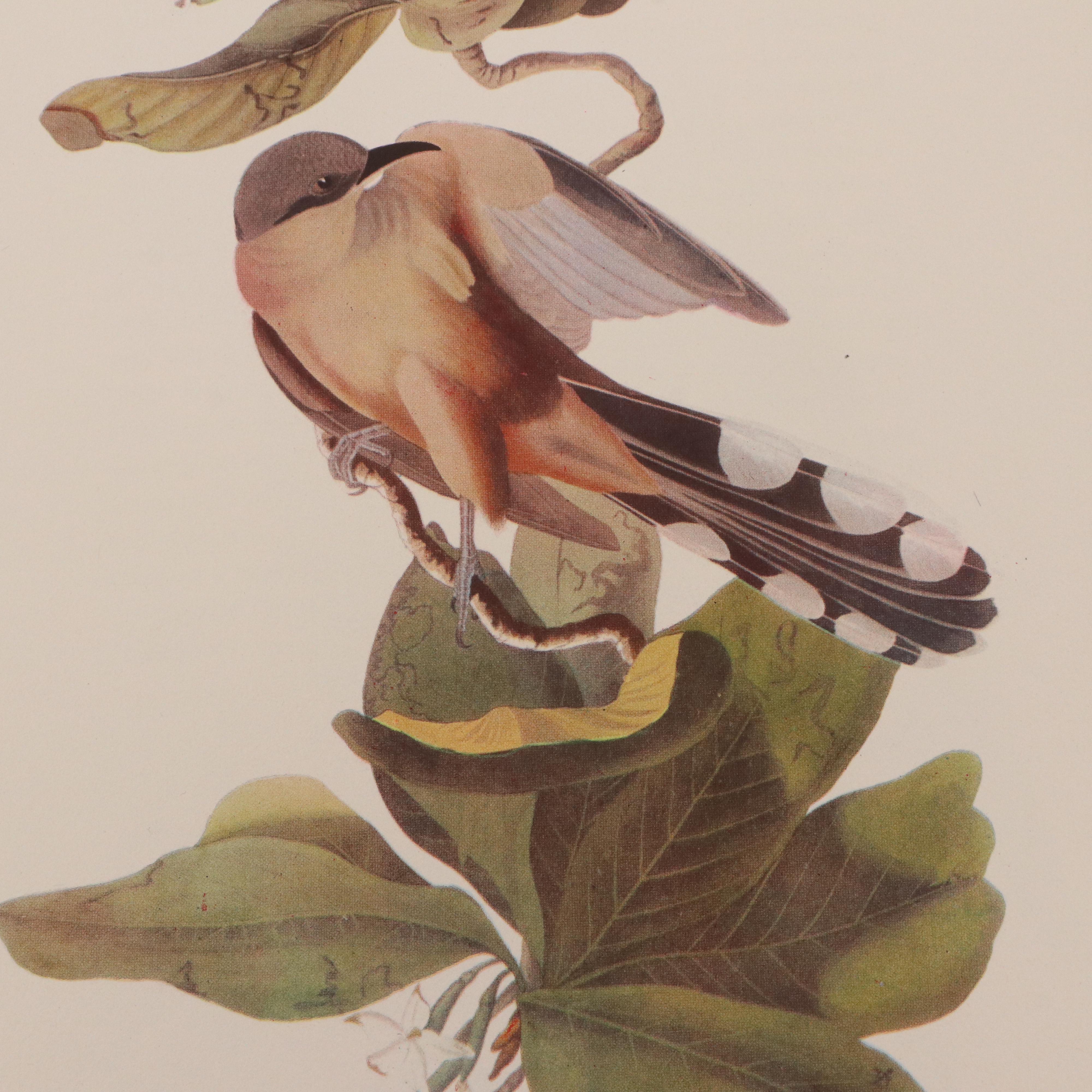 Bird and Water Fowl Offset Lithographs Prints After Roger Tory Peterson