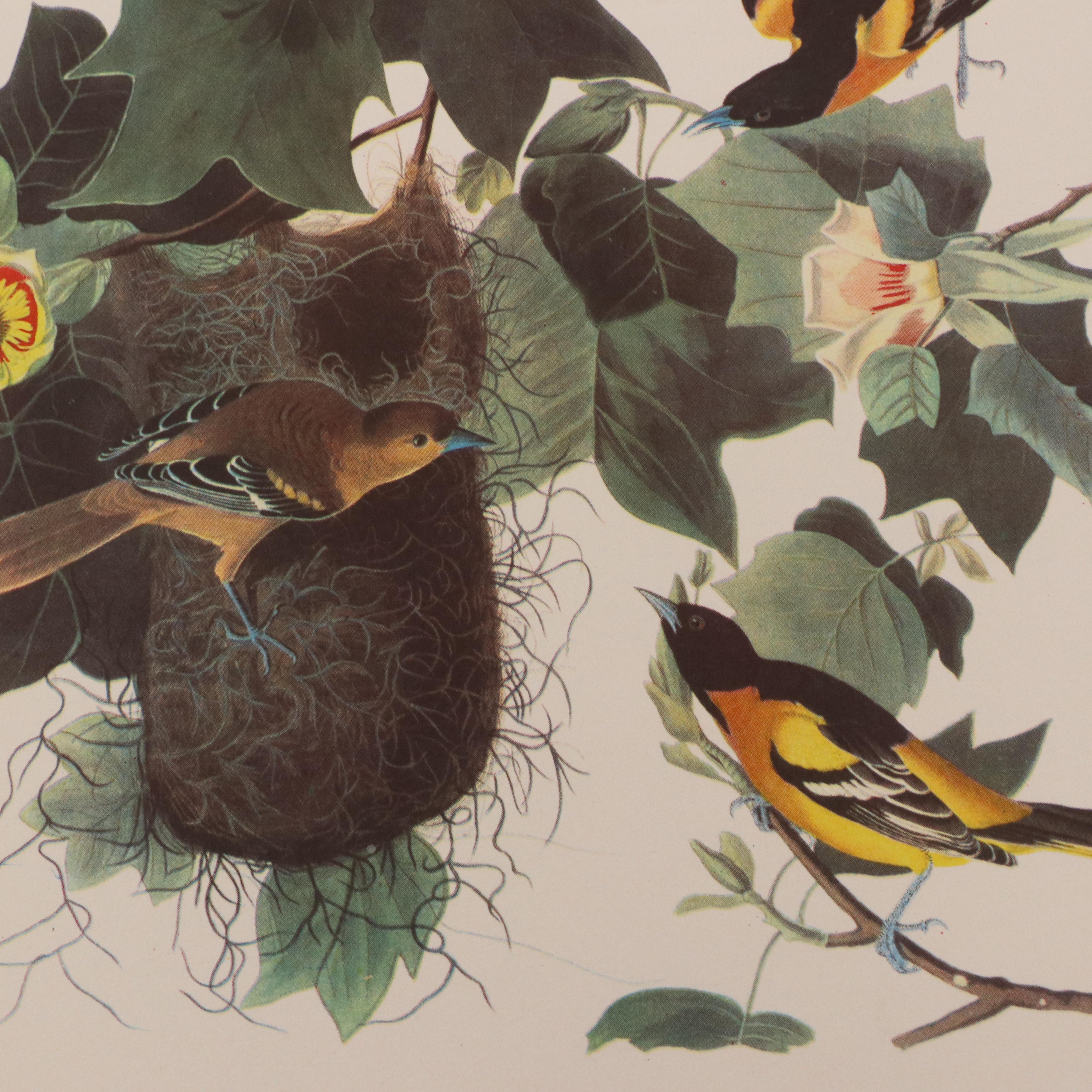 Bird and Water Fowl Offset Lithographs Prints After Roger Tory Peterson