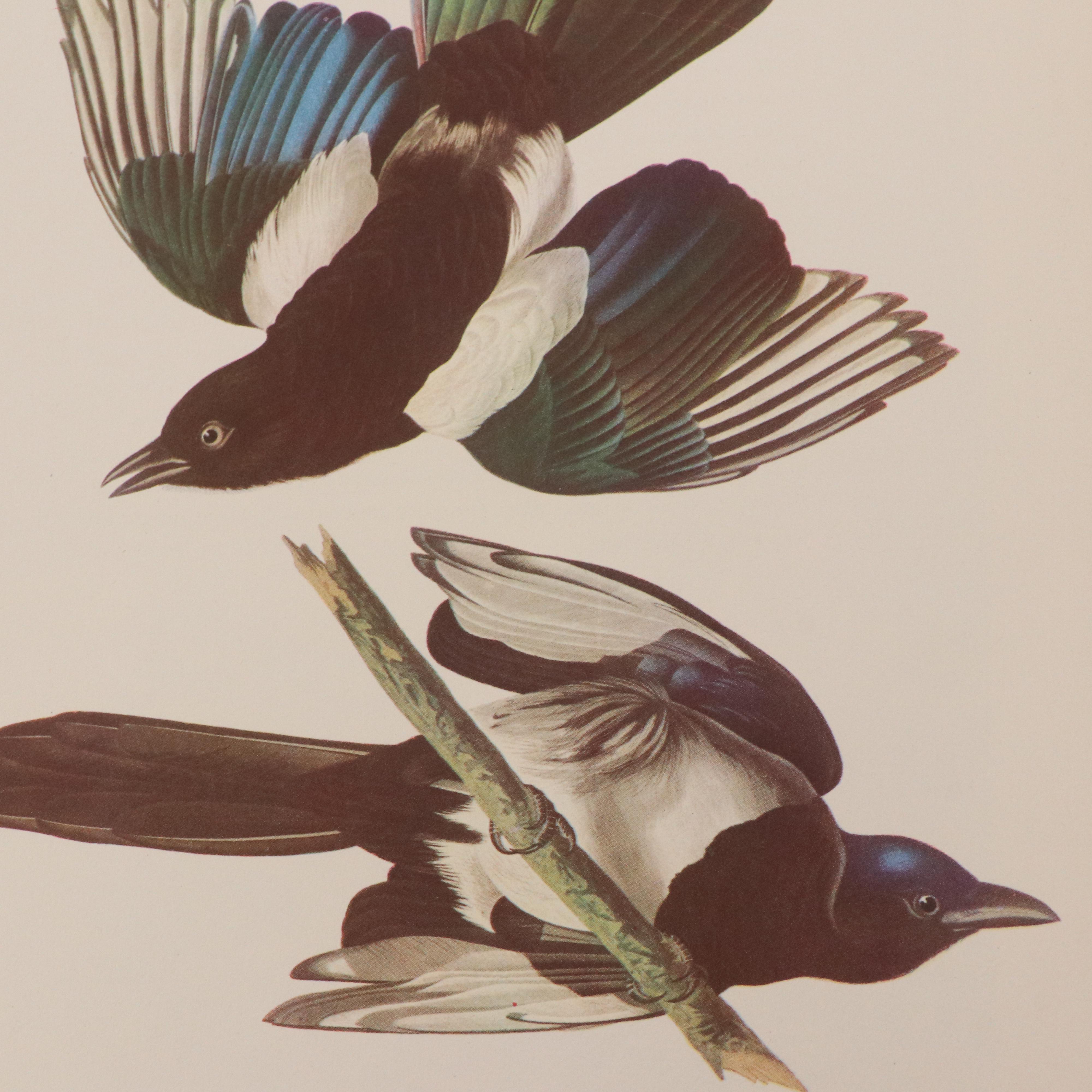 Bird and Water Fowl Offset Lithographs Prints After Roger Tory Peterson