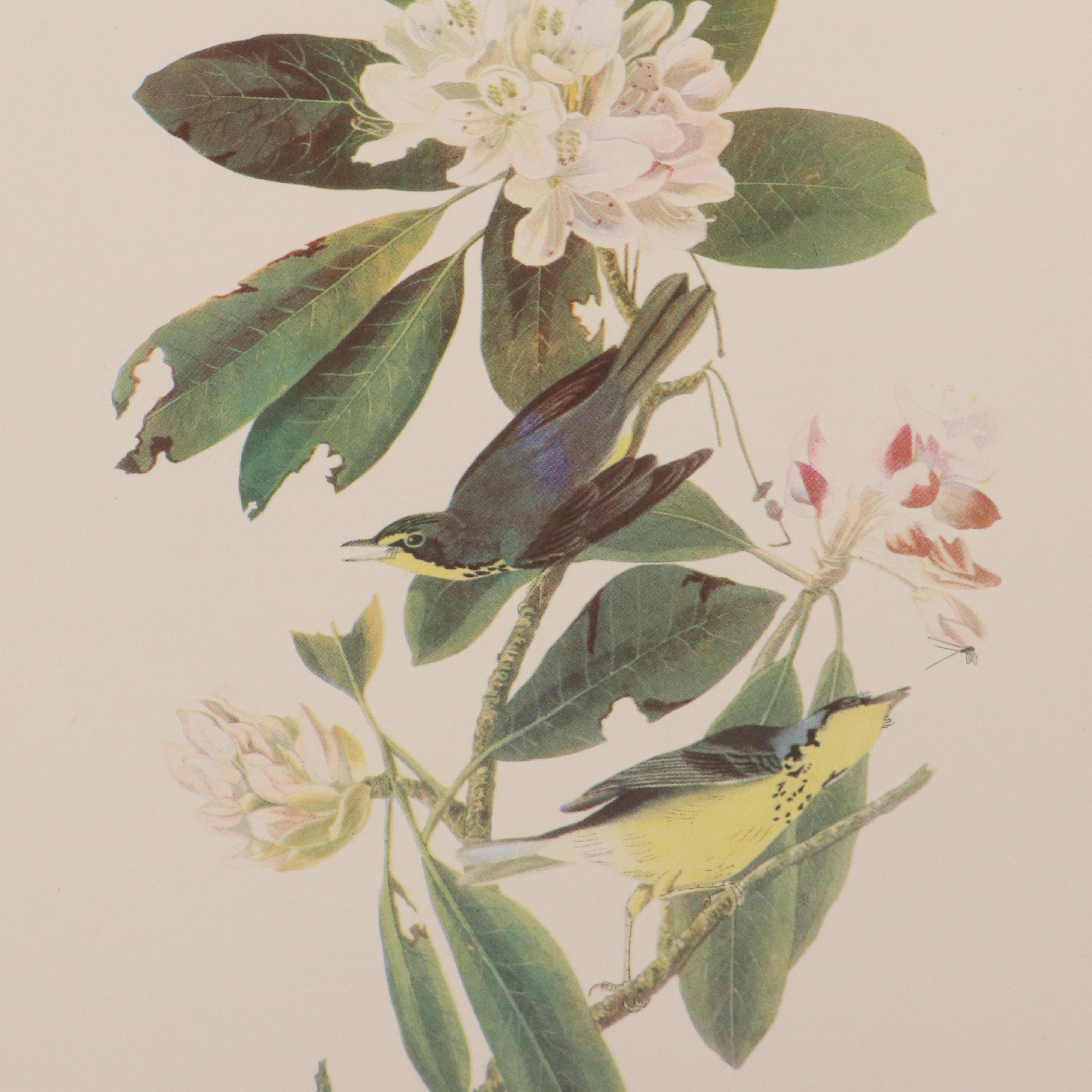 Bird and Water Fowl Offset Lithographs Prints After Roger Tory Peterson