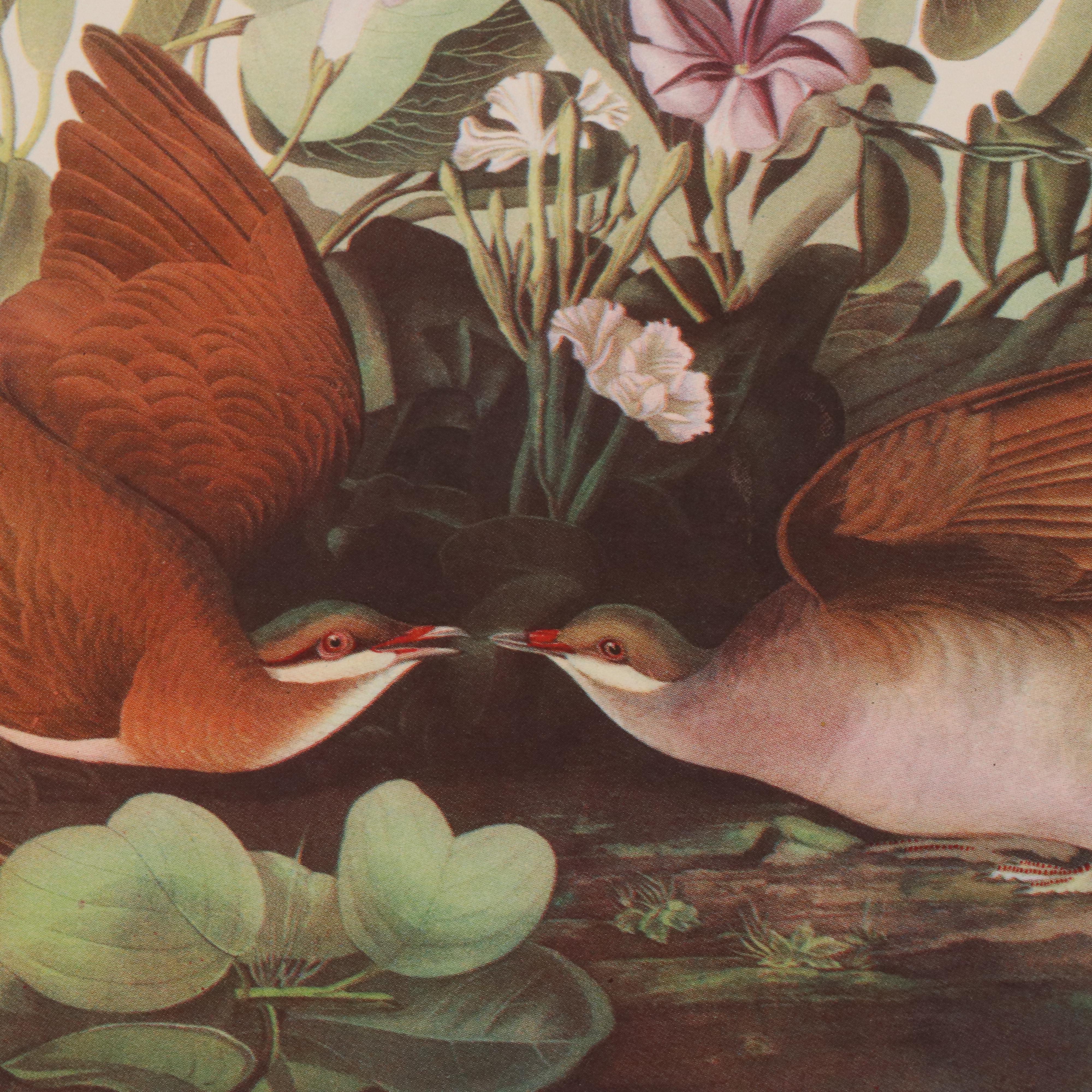 Bird and Water Fowl Offset Lithographs Prints After Roger Tory Peterson