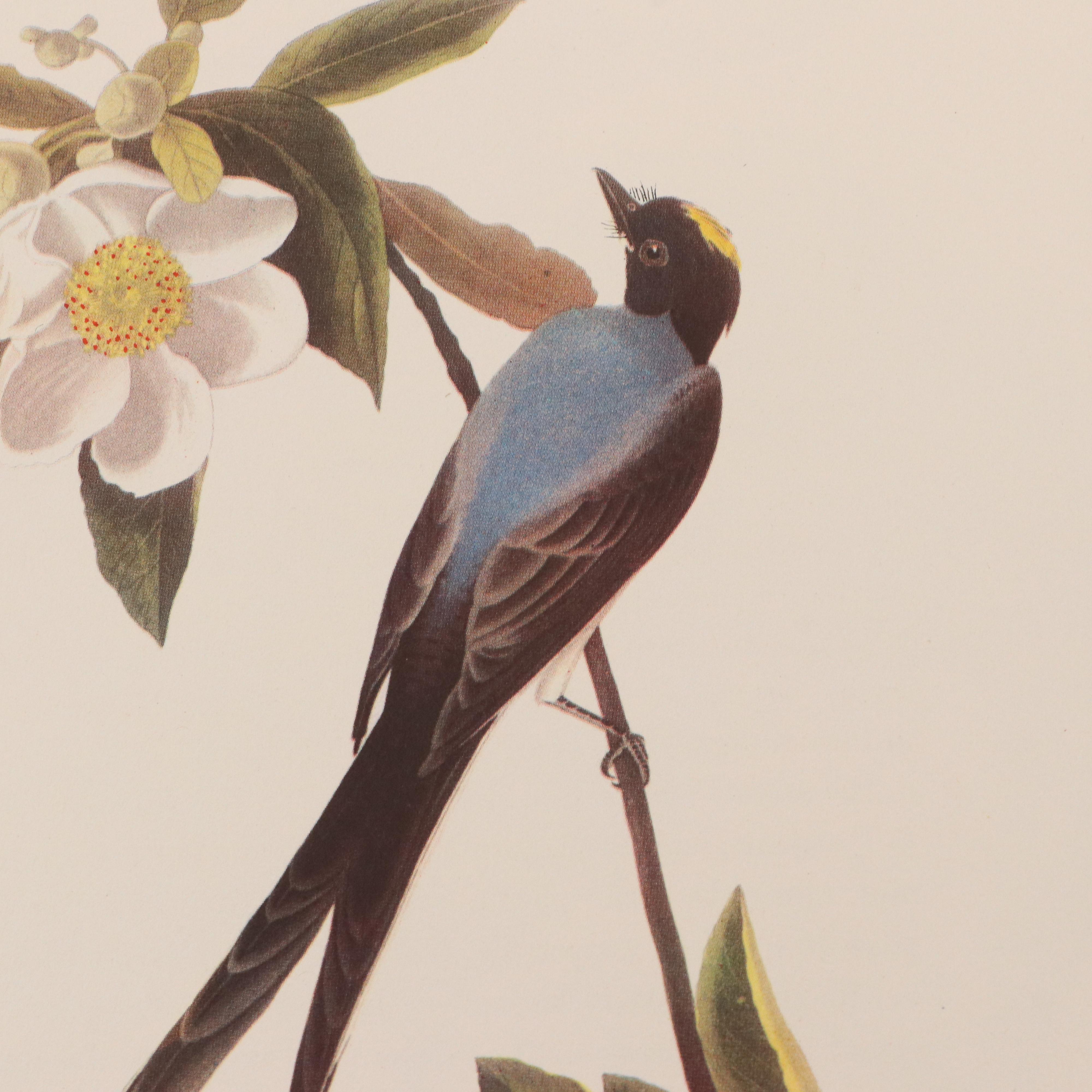 Bird and Water Fowl Offset Lithographs Prints After Roger Tory Peterson