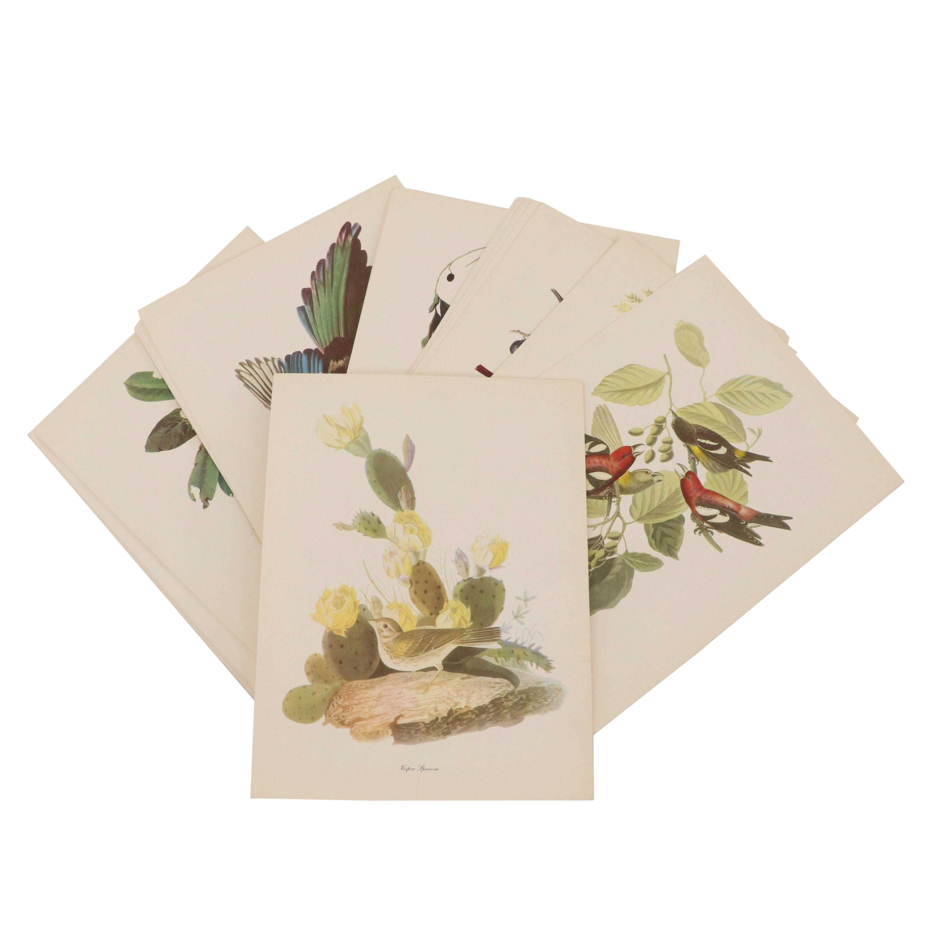 Bird and Water Fowl Offset Lithographs Prints After Roger Tory Peterson