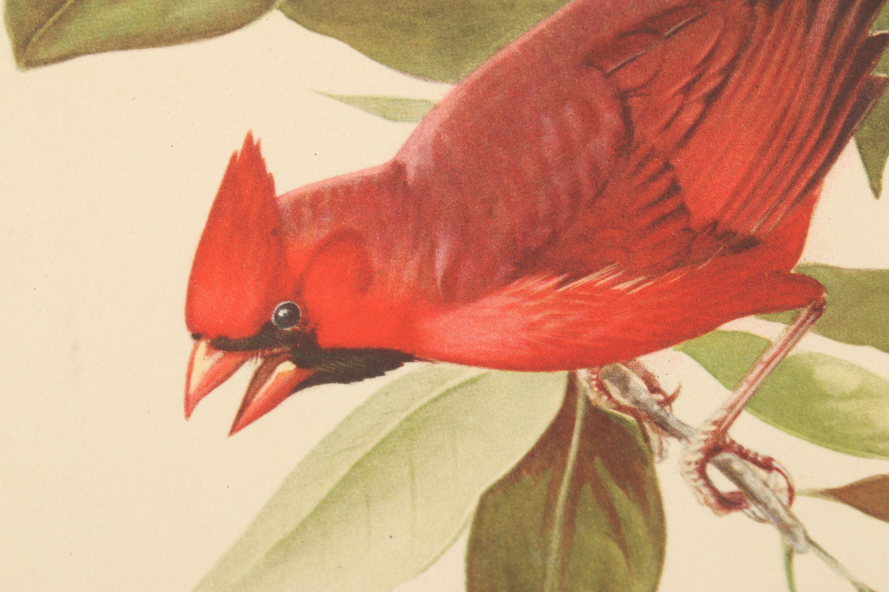 Roger Tory Peterson Ornithological Offset Lithographs Including "Cardinal," 1942