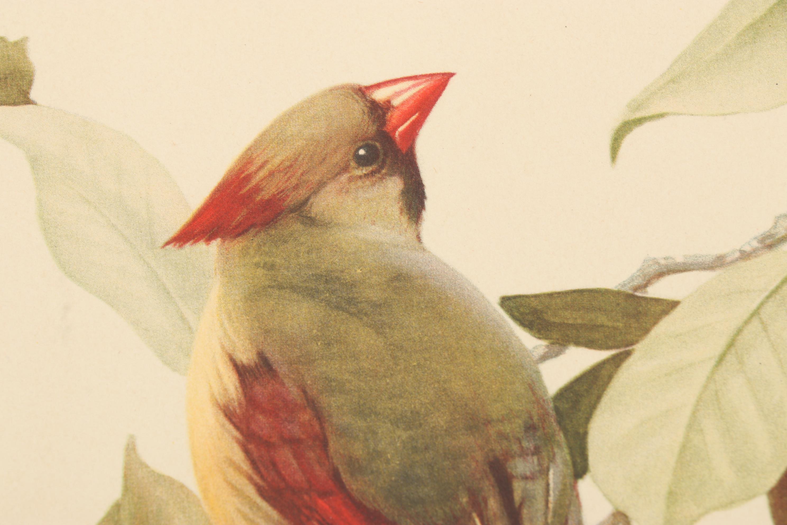 Roger Tory Peterson Ornithological Offset Lithographs Including "Cardinal," 1942