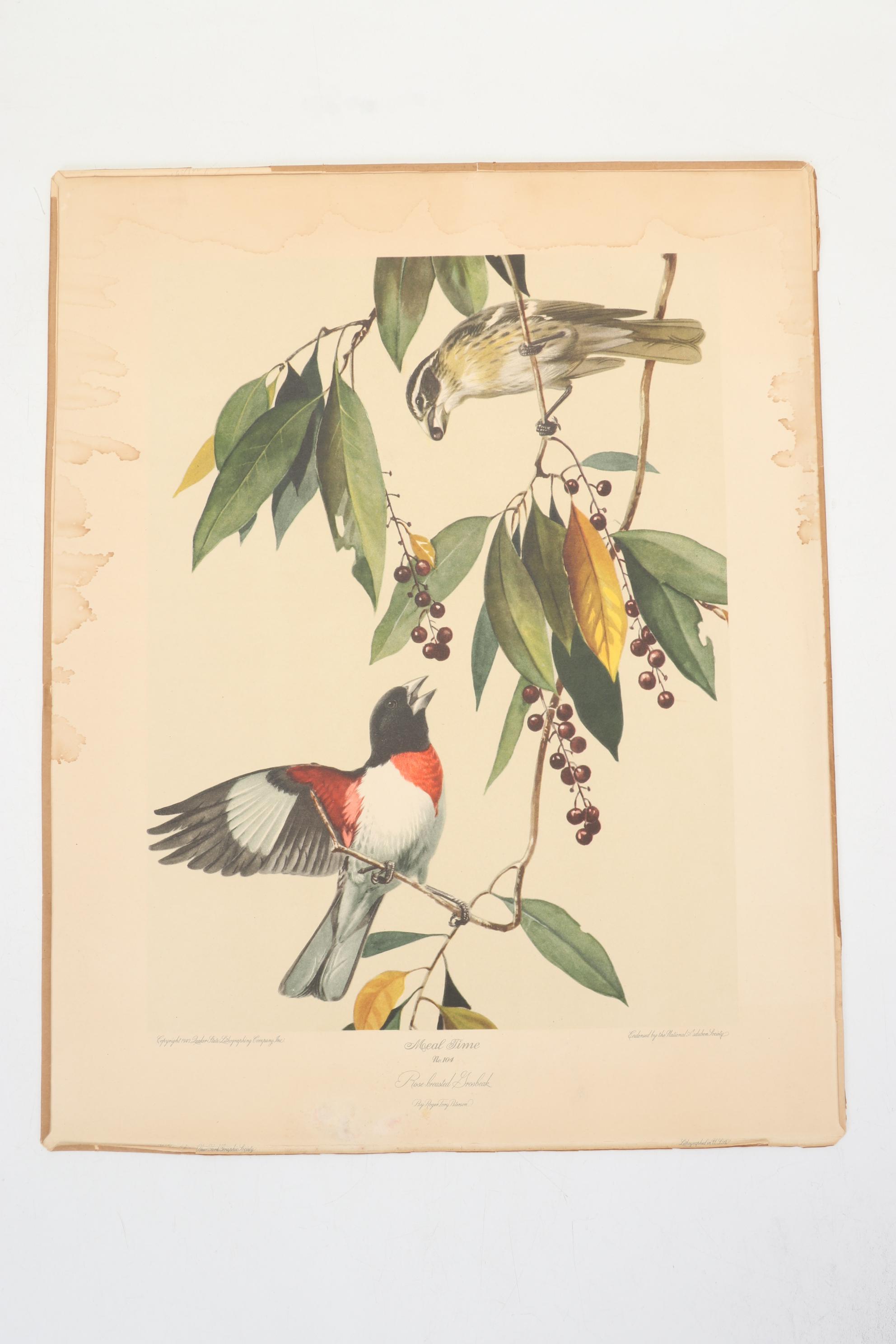 Roger Tory Peterson Ornithological Offset Lithographs Including "Cardinal," 1942