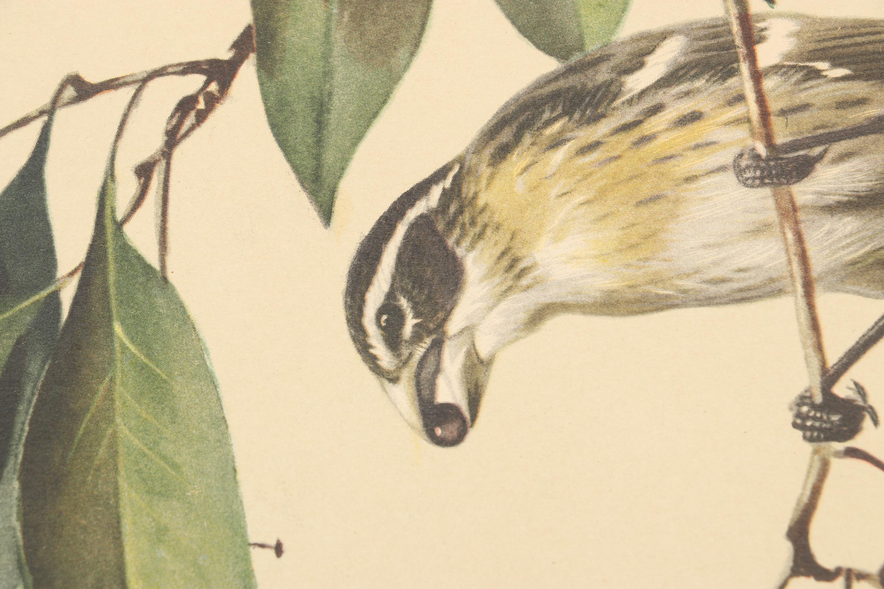 Roger Tory Peterson Ornithological Offset Lithographs Including "Cardinal," 1942