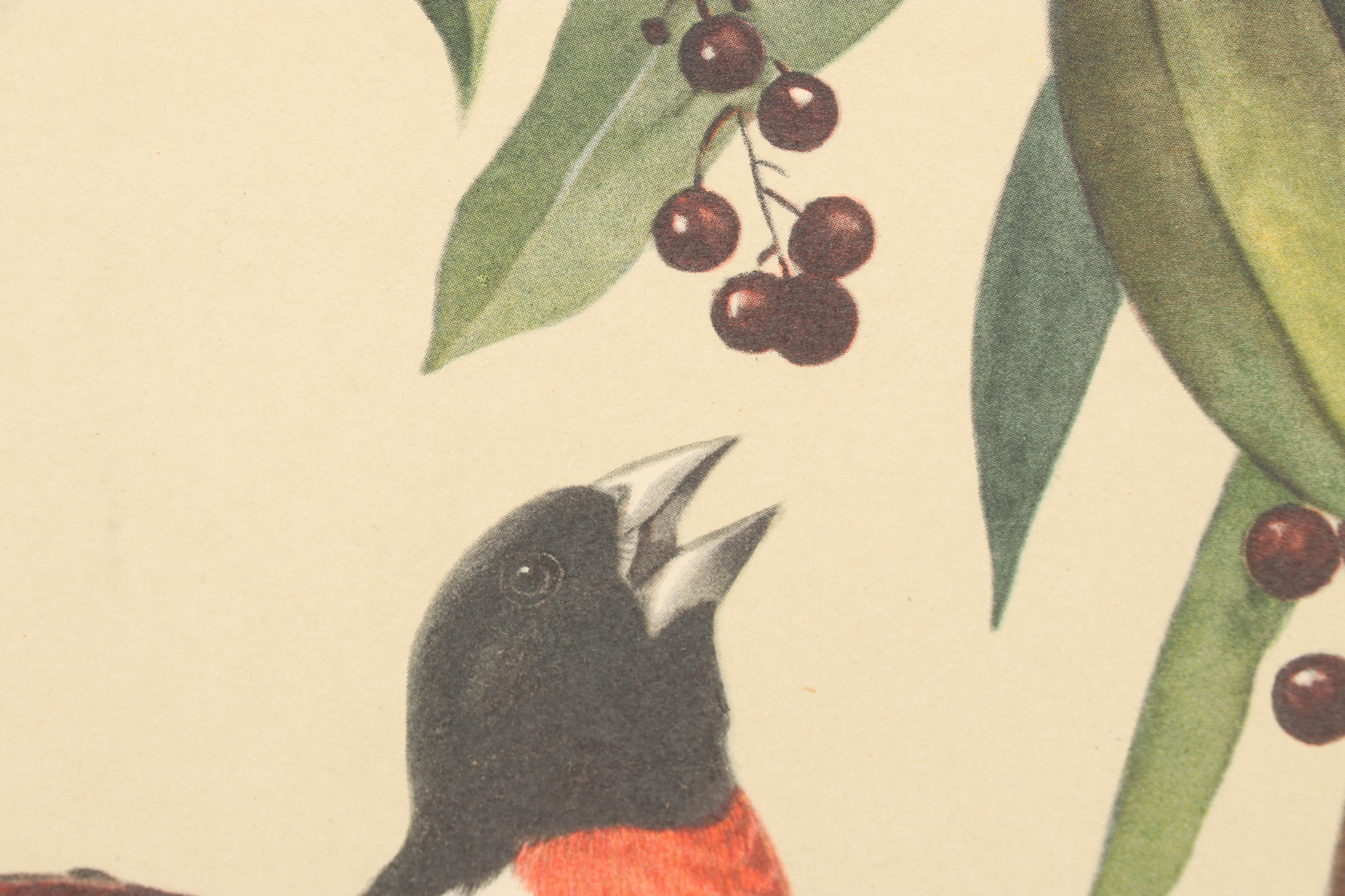Roger Tory Peterson Ornithological Offset Lithographs Including "Cardinal," 1942