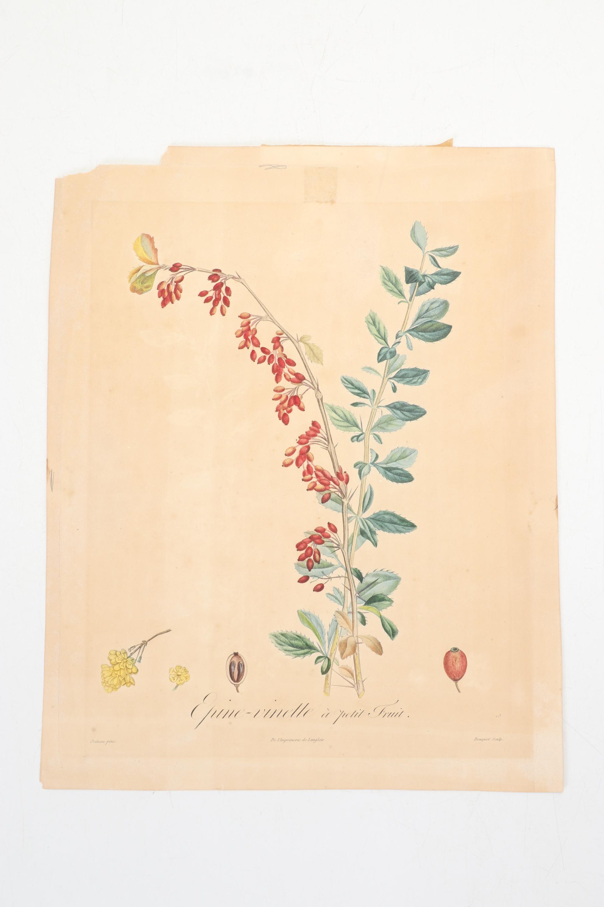 Roger Tory Peterson Ornithological Offset Lithographs Including "Cardinal," 1942