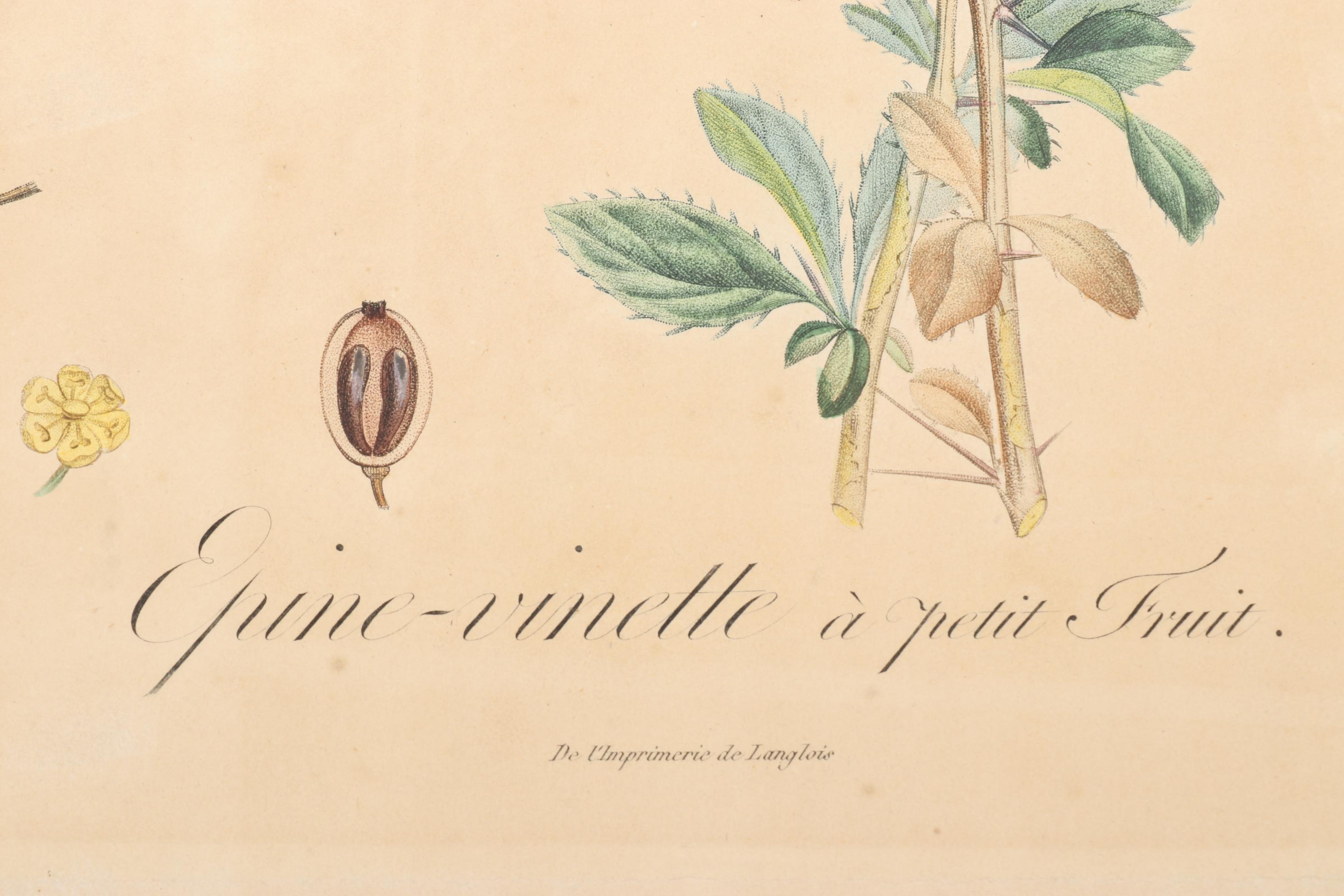 Roger Tory Peterson Ornithological Offset Lithographs Including "Cardinal," 1942