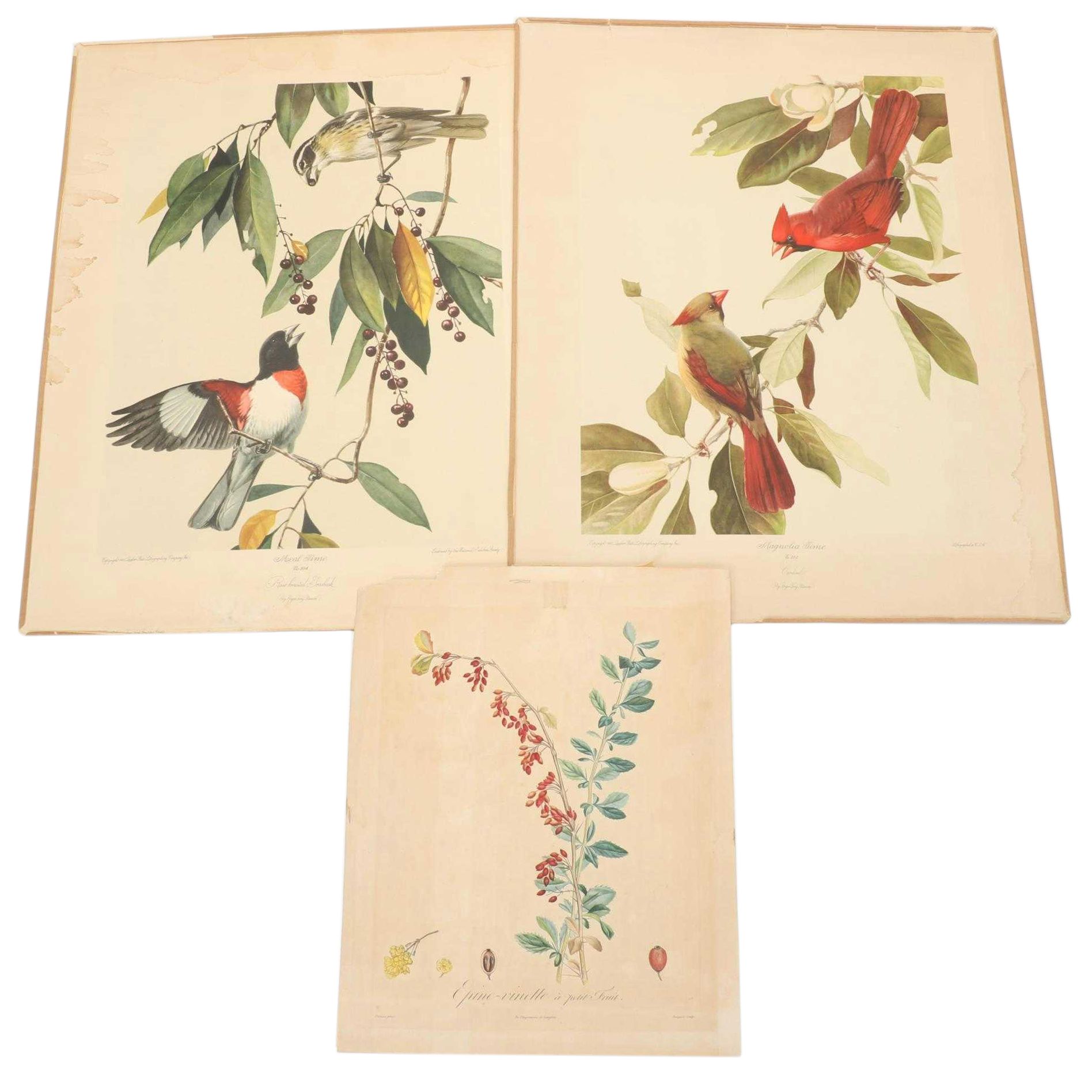 Roger Tory Peterson Ornithological Offset Lithographs Including "Cardinal," 1942