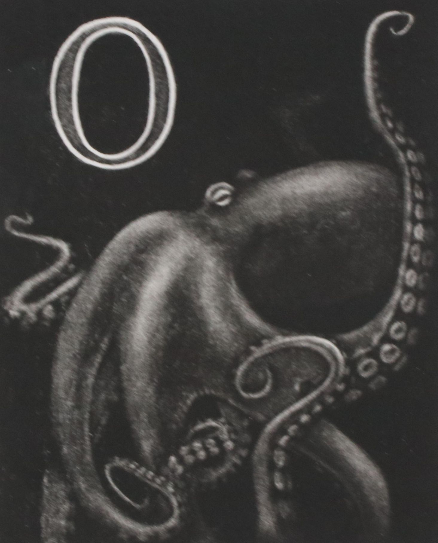 Mezzotint Etching of Octopus "O," 2009