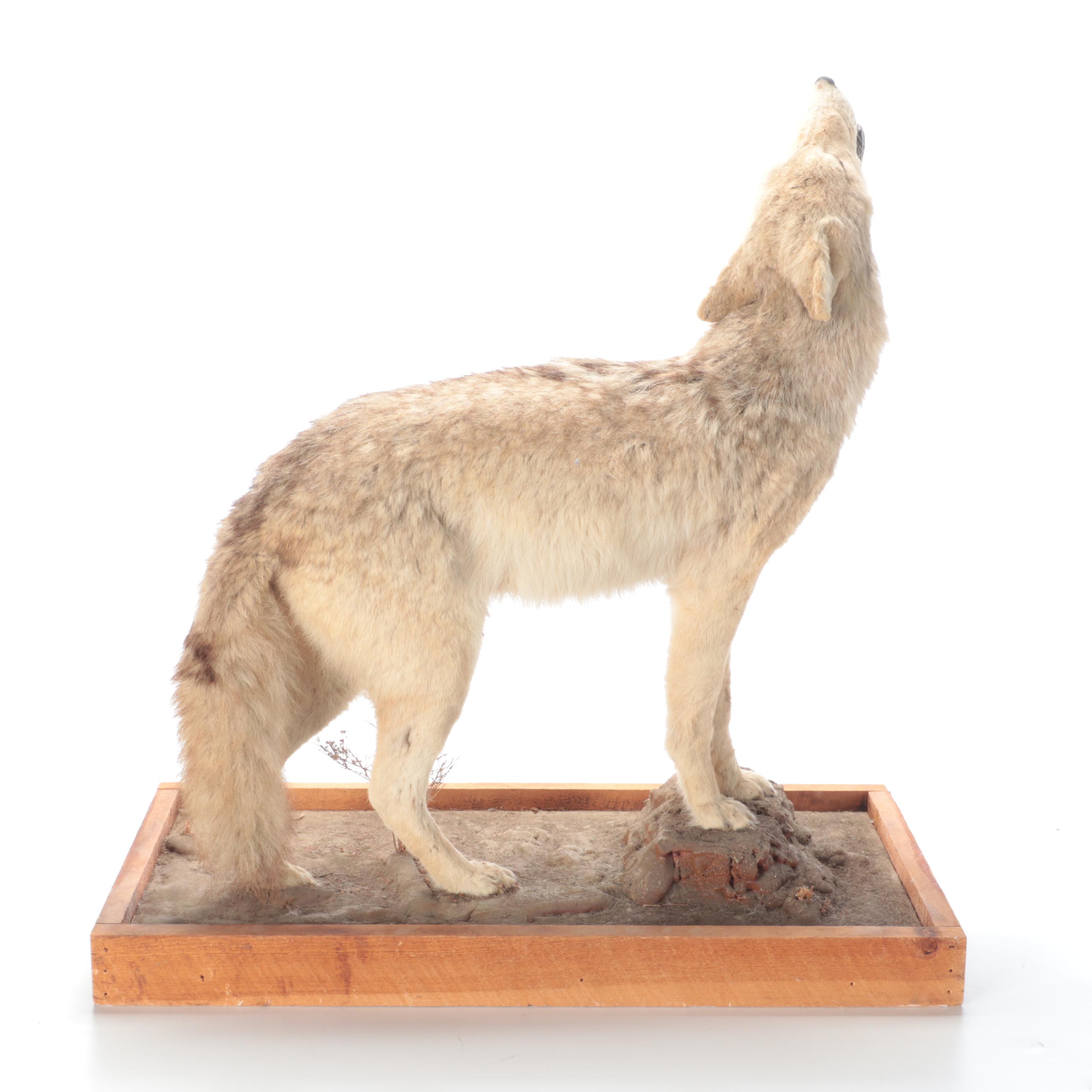 Taxidermy Coyote Full Body Mount on Base