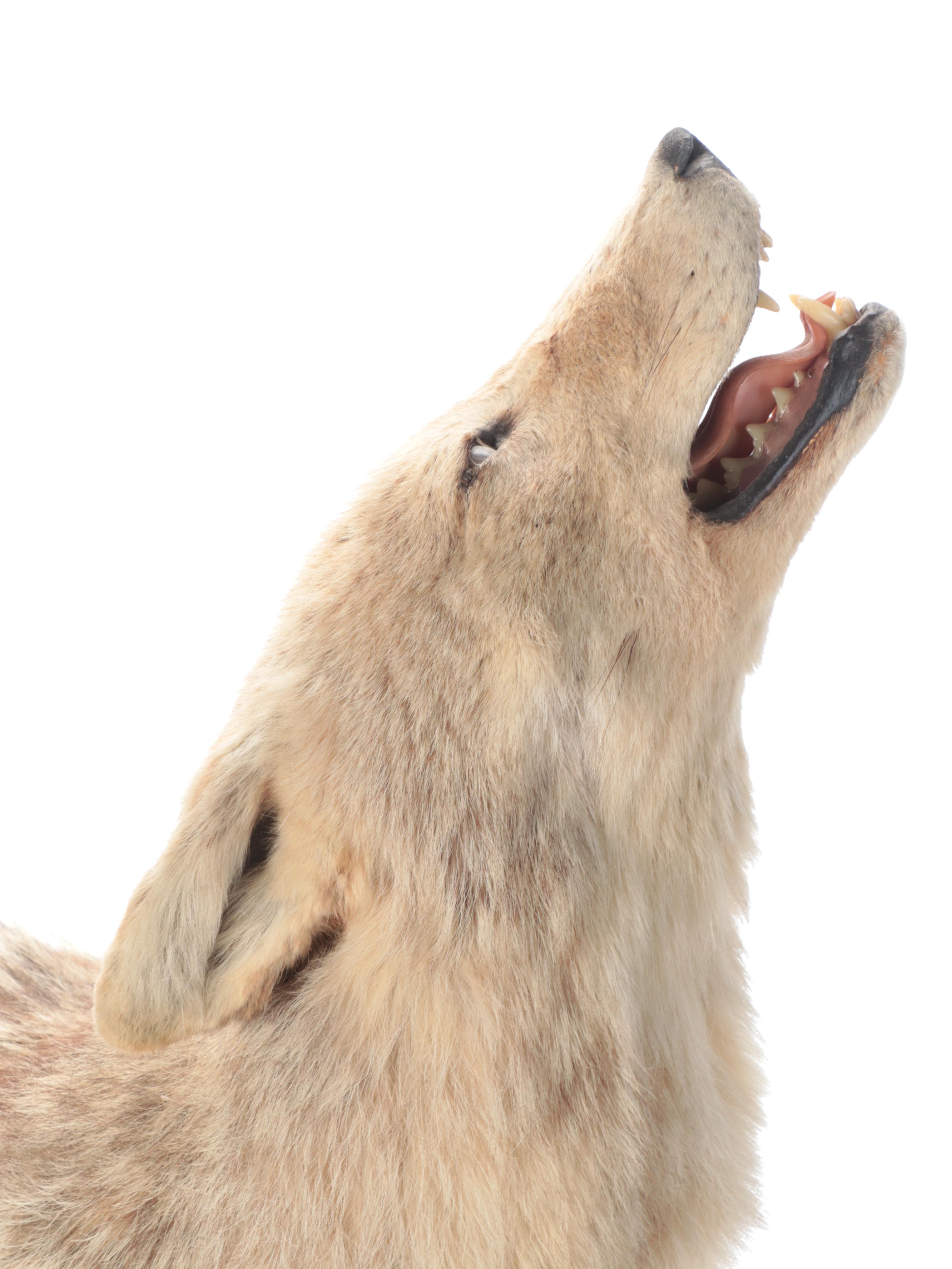 Taxidermy Coyote Full Body Mount on Base