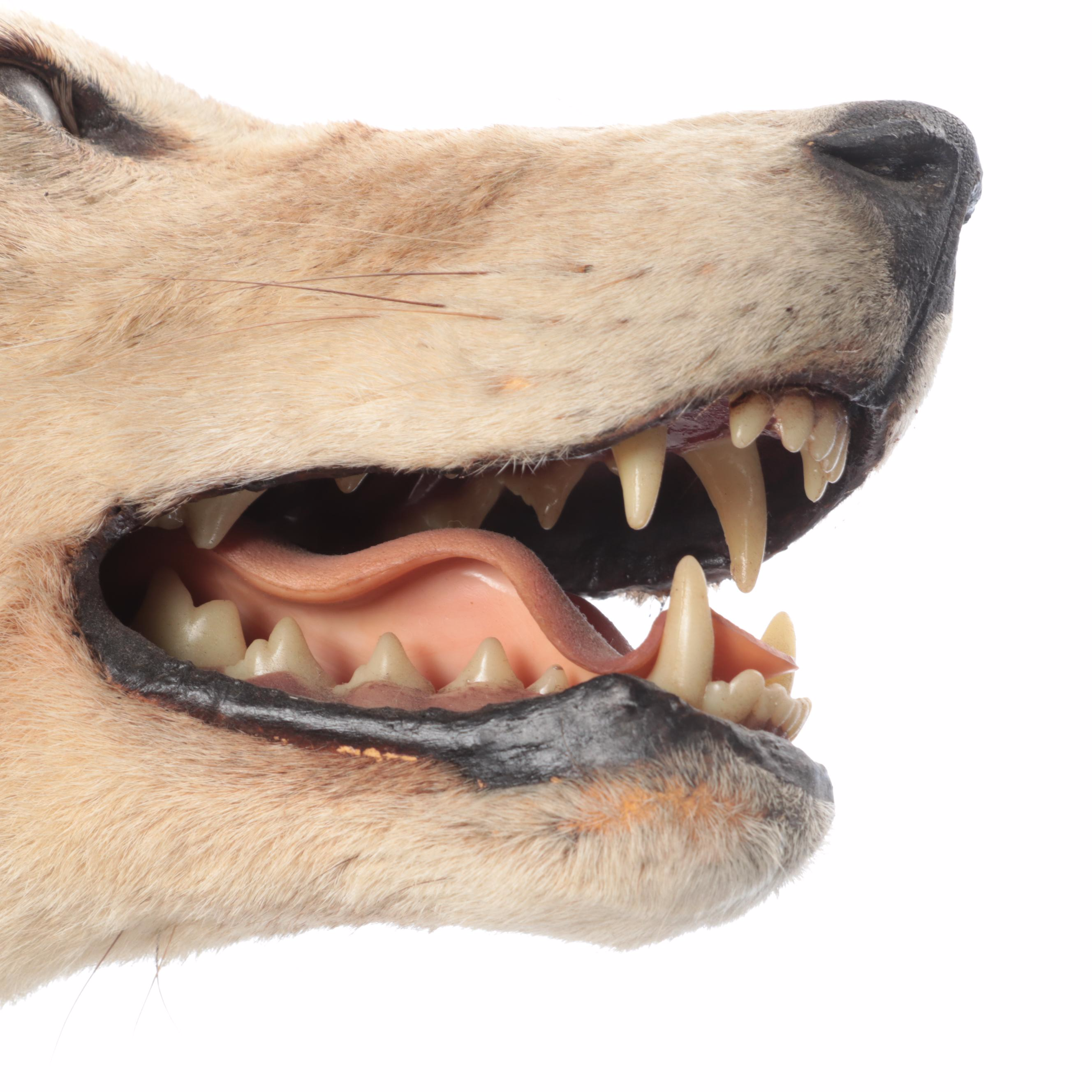 Taxidermy Coyote Full Body Mount on Base