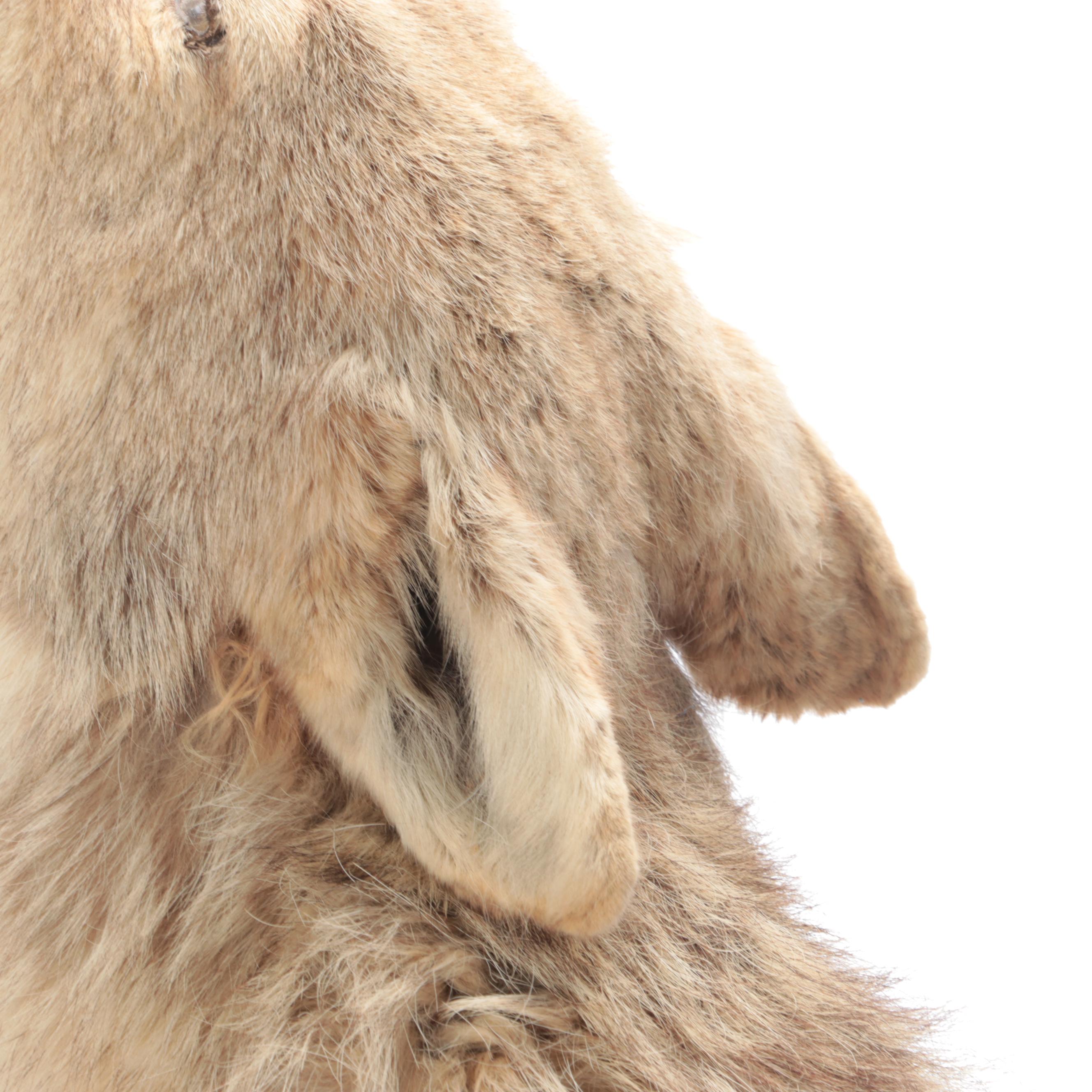 Taxidermy Coyote Full Body Mount on Base