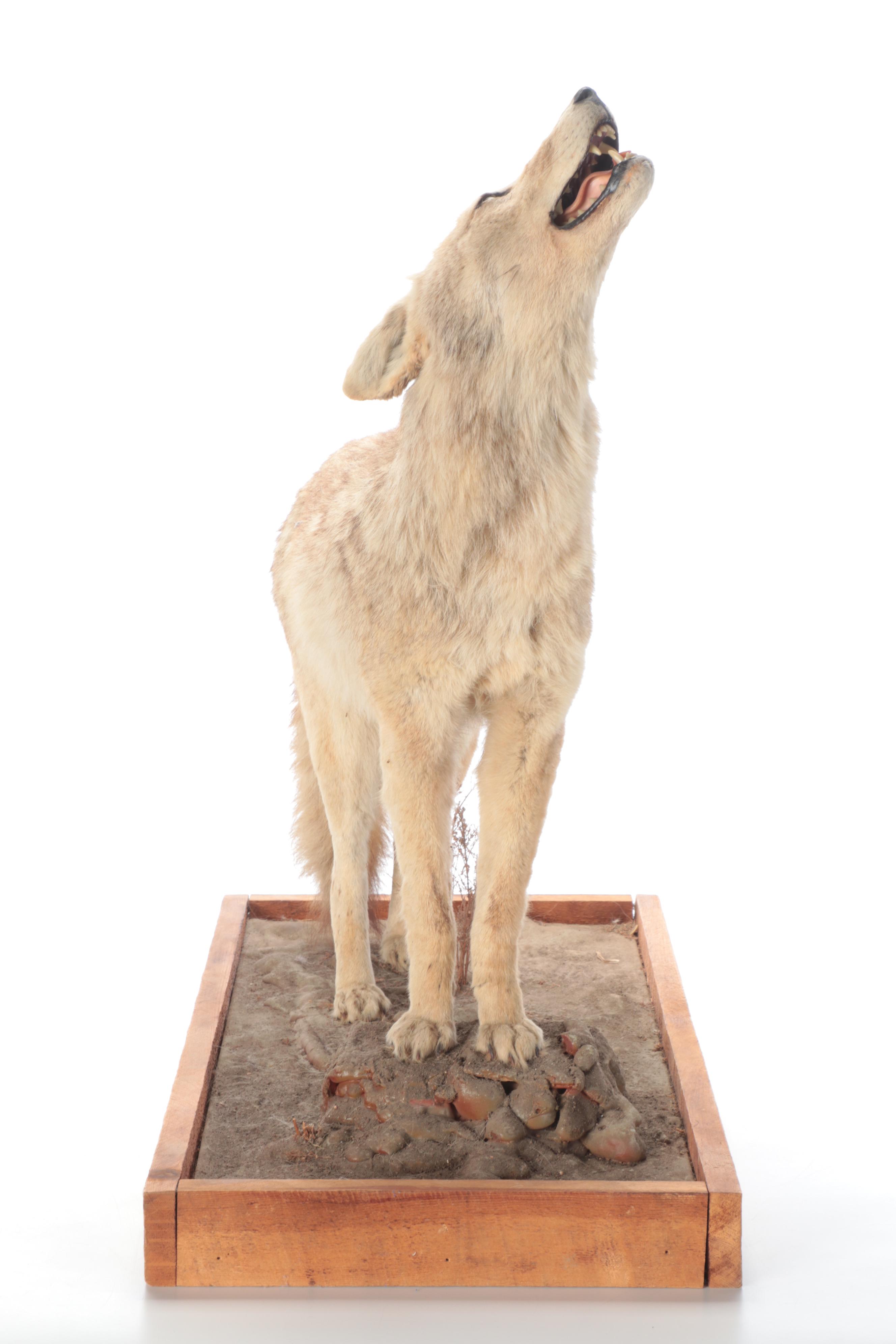 Taxidermy Coyote Full Body Mount on Base