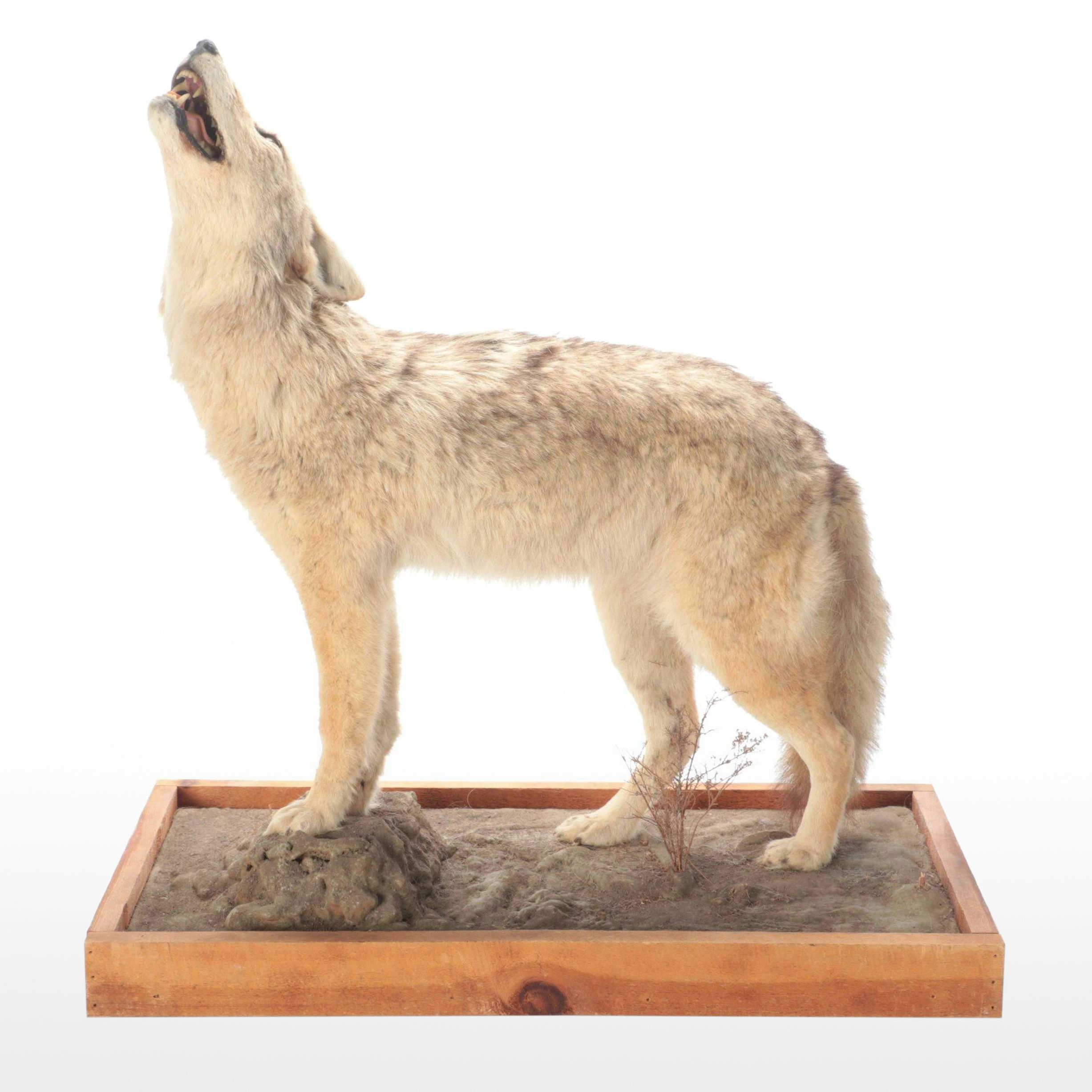Taxidermy Coyote Full Body Mount on Base