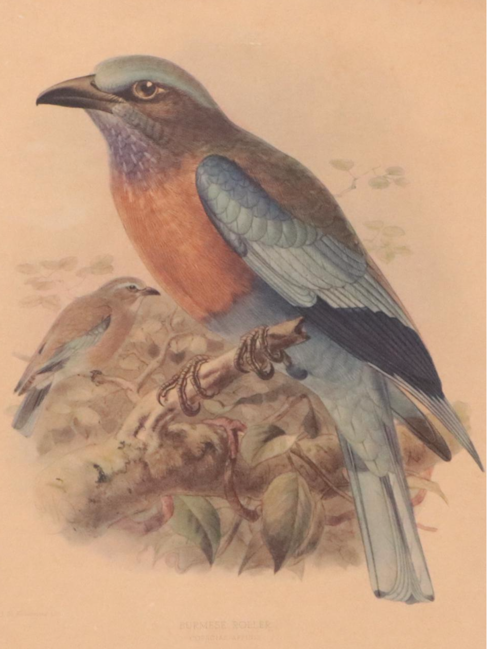 Offset Lithographs After J.G. Keulemans of Burmese Roller Birds | EBTH