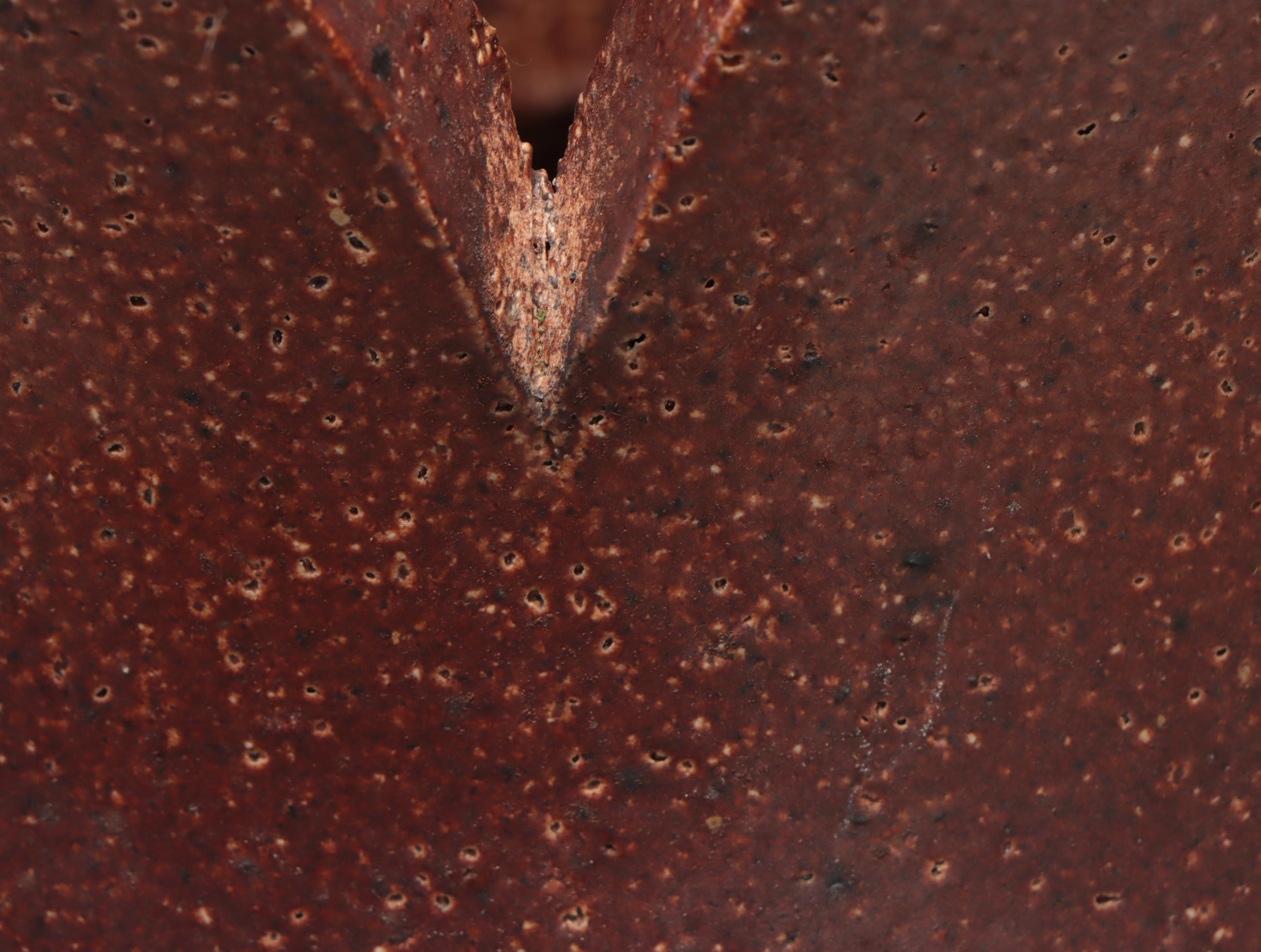 Victorian Terracotta Chimney Pot