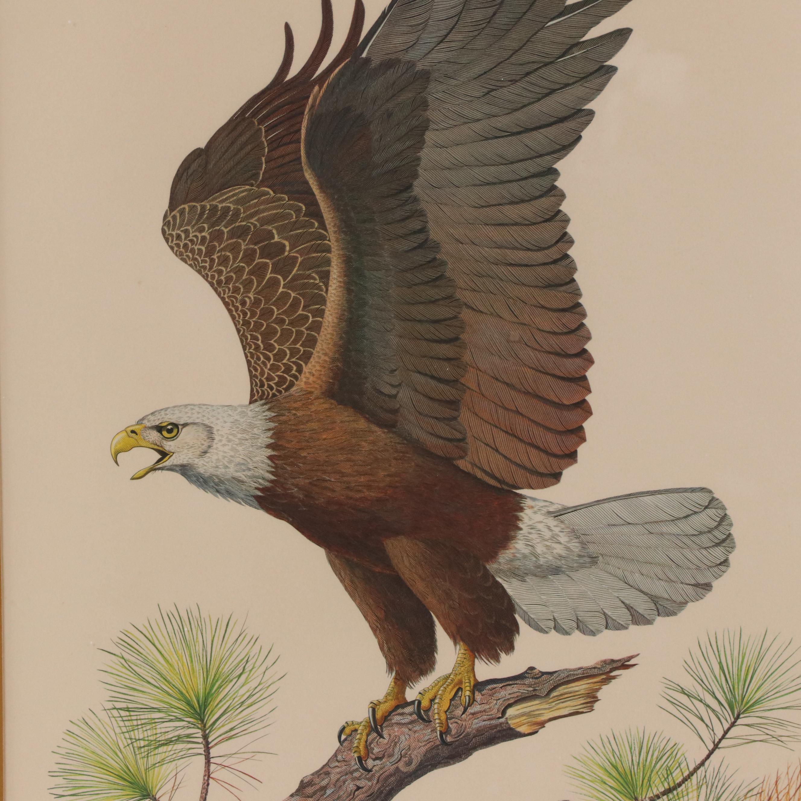 Albert Earl Gilbert Offset Lithograph "American Bald Eagle," 1976