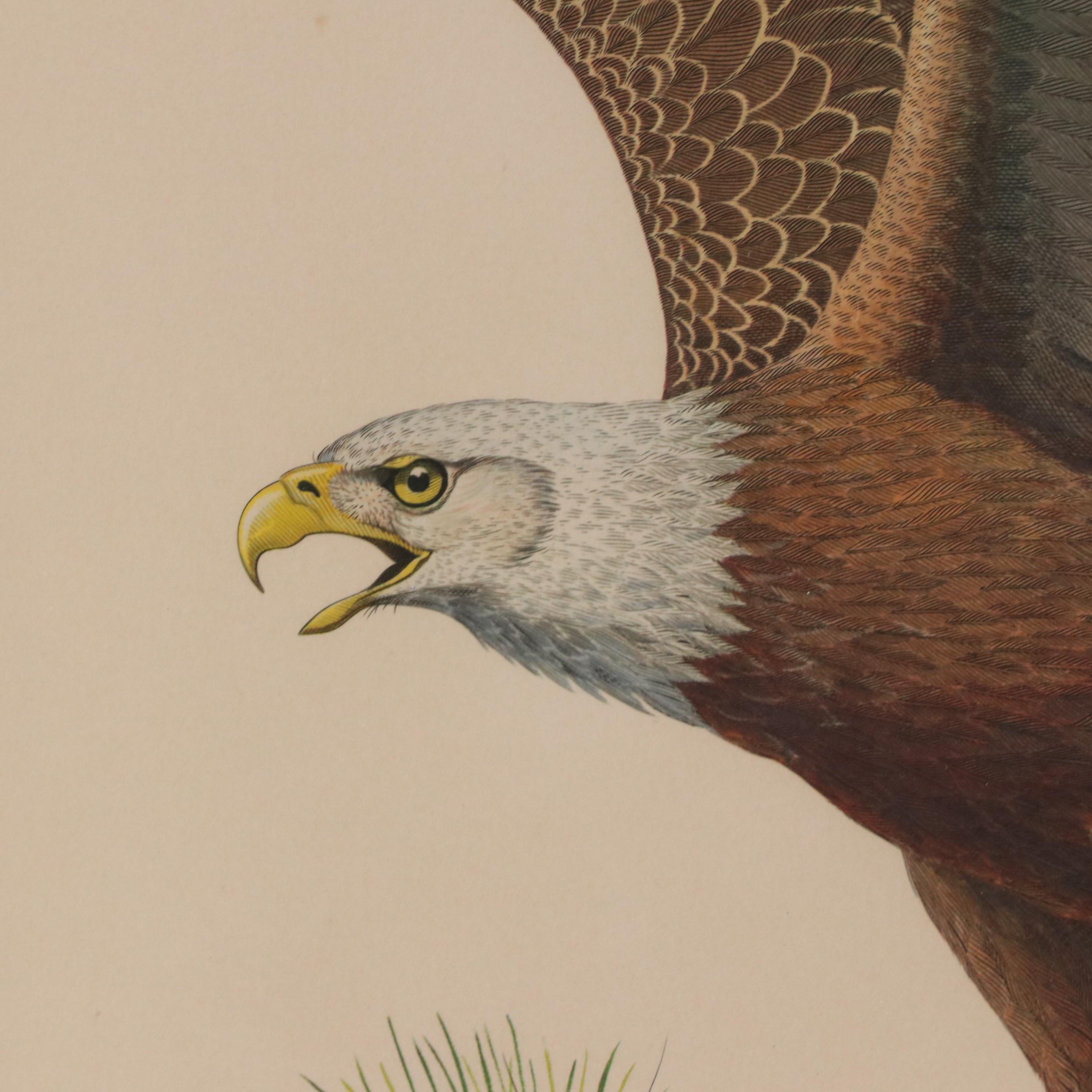 Albert Earl Gilbert Offset Lithograph "American Bald Eagle," 1976