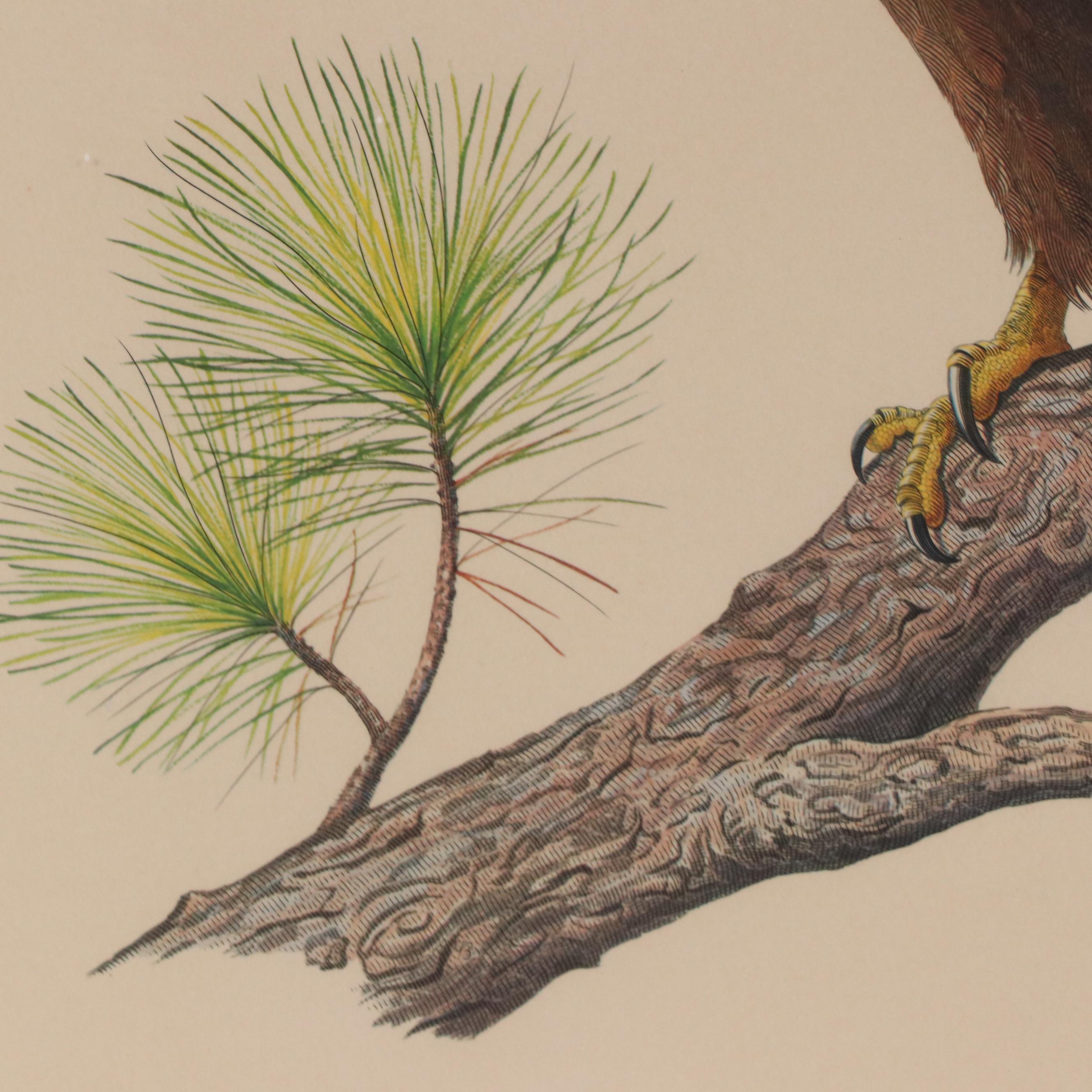 Albert Earl Gilbert Offset Lithograph "American Bald Eagle," 1976