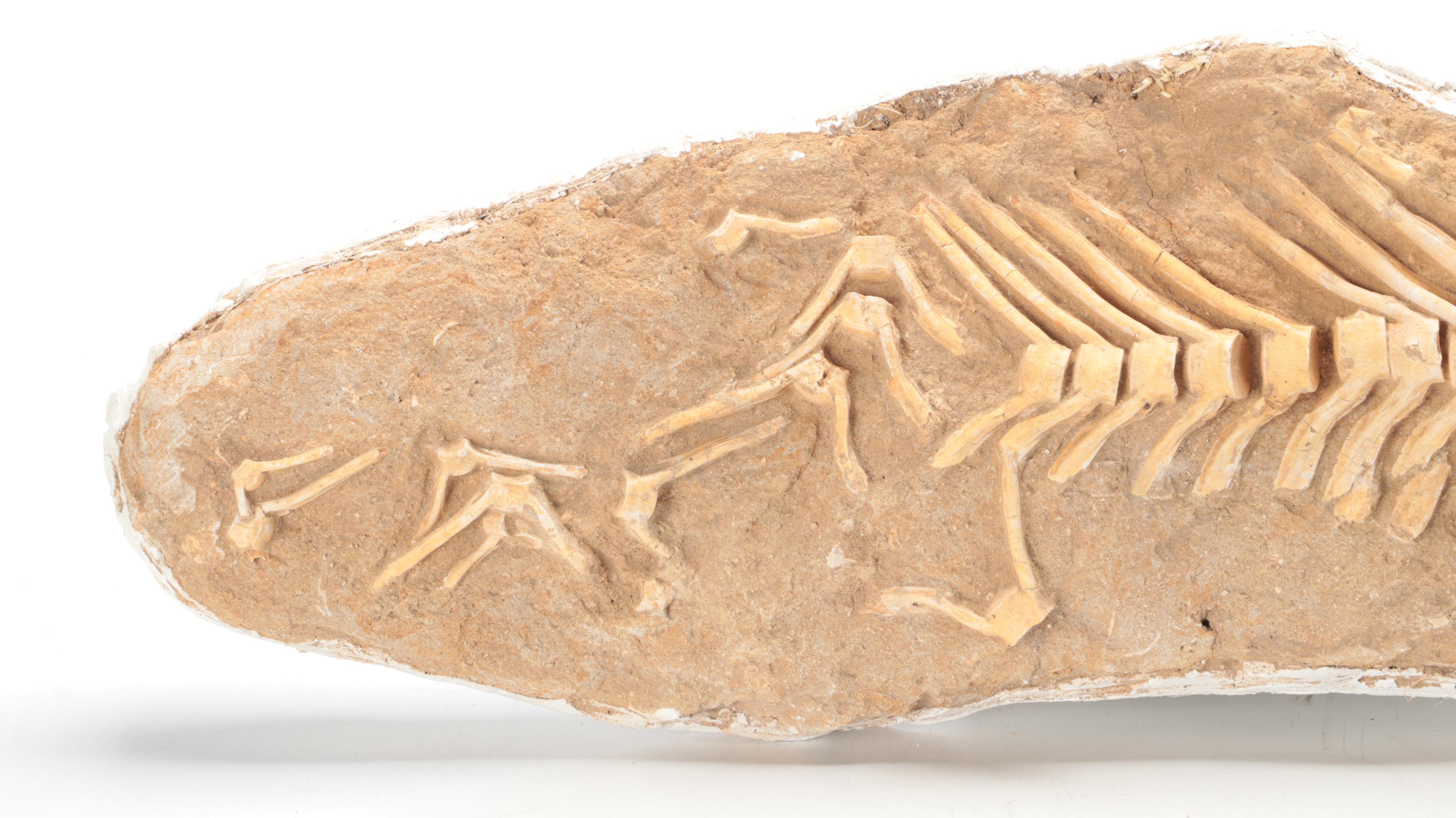 Fossil Partial Vertebral Column in Matrix