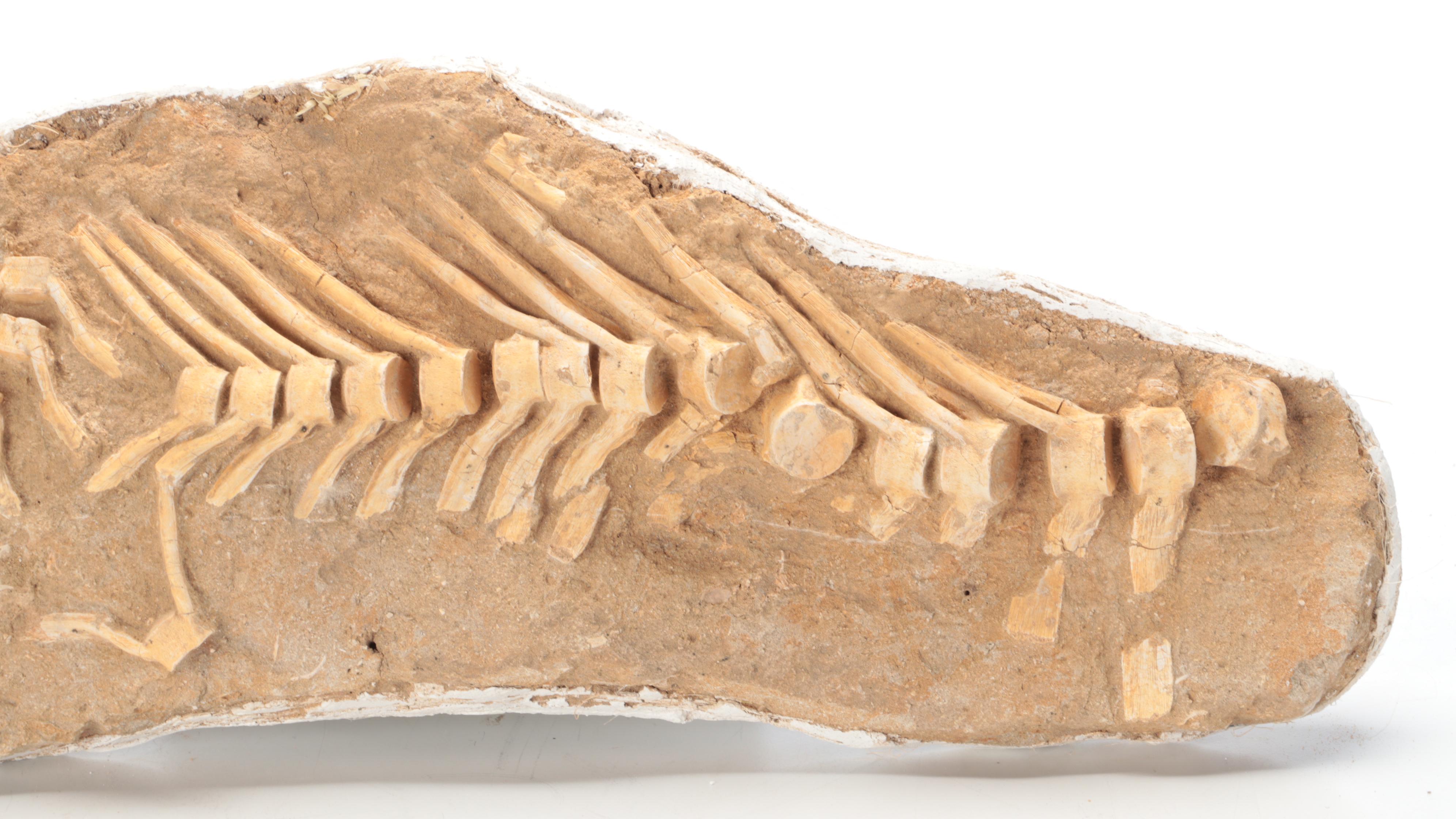 Fossil Partial Vertebral Column in Matrix