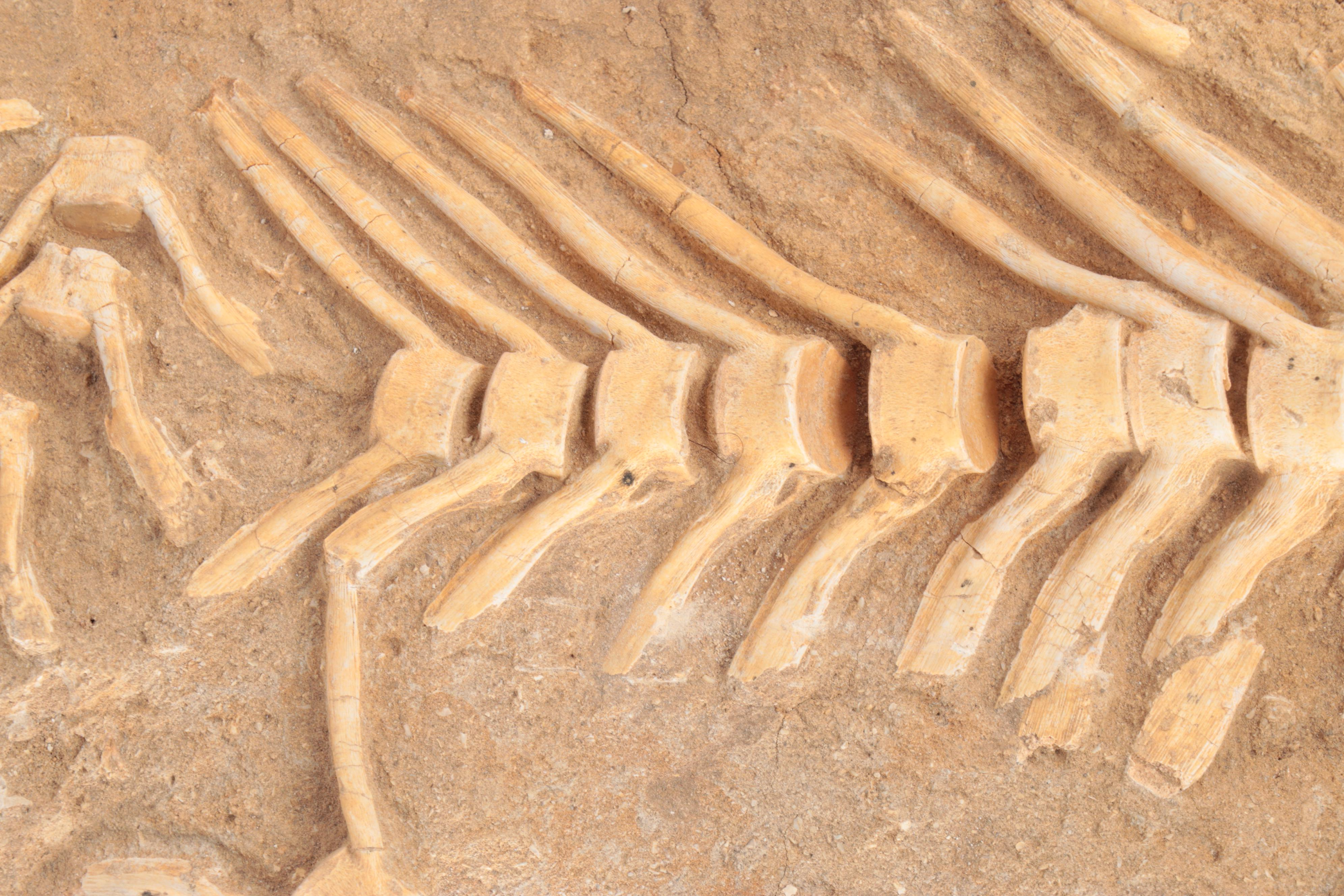 Fossil Partial Vertebral Column in Matrix