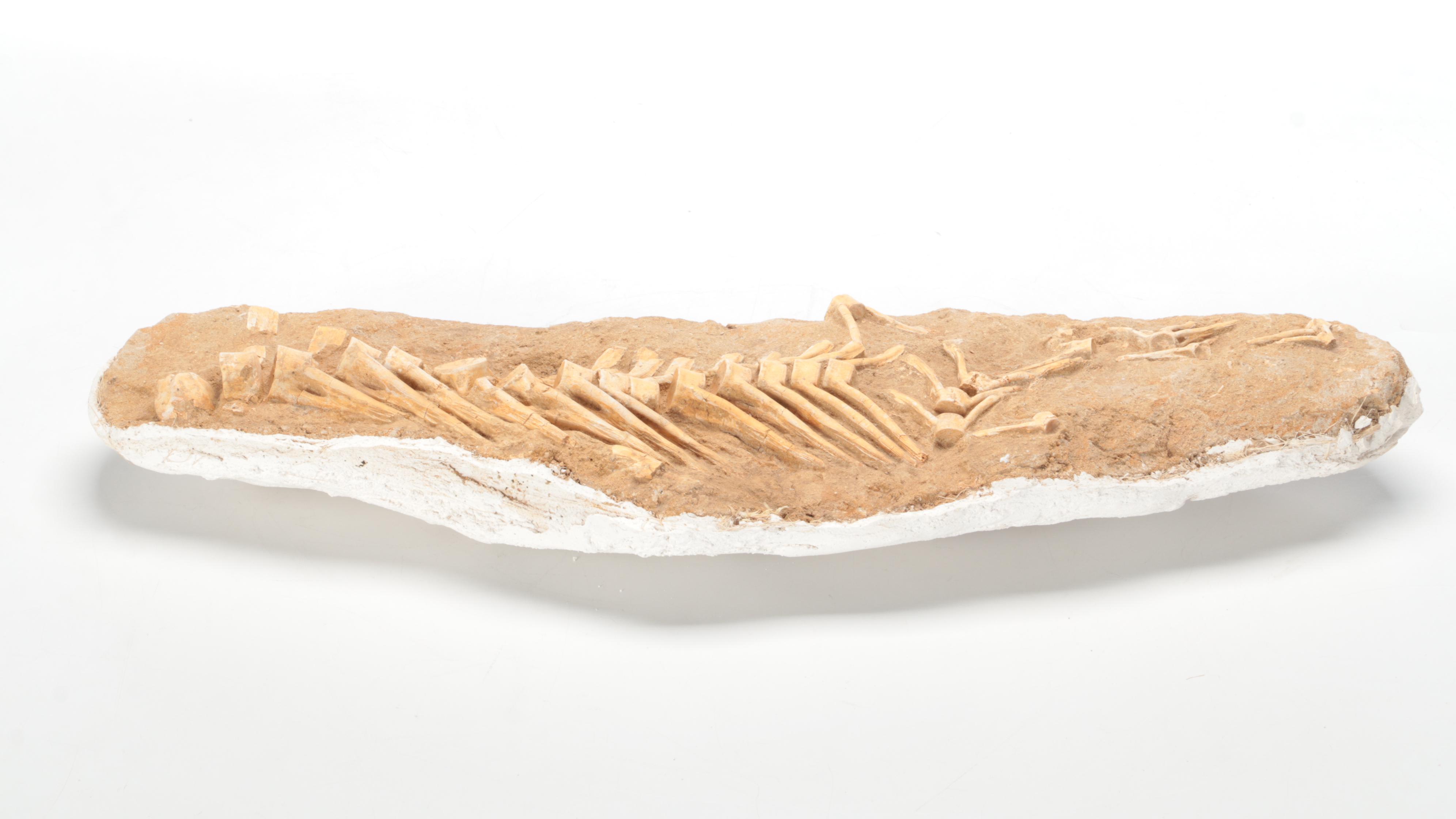 Fossil Partial Vertebral Column in Matrix